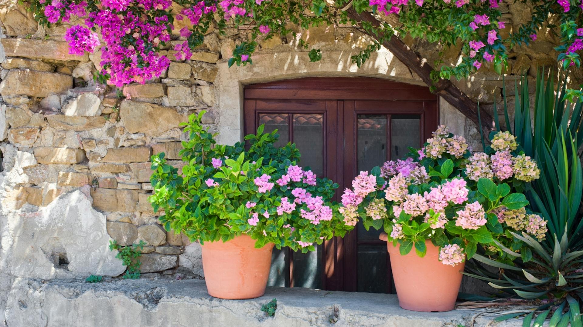 Zwei Terrakotta-Pflanztöpfe mit hellrosa Hortensien auf einer Mauer vor einer Tür, darüber ein Baum mit lila Blüten.