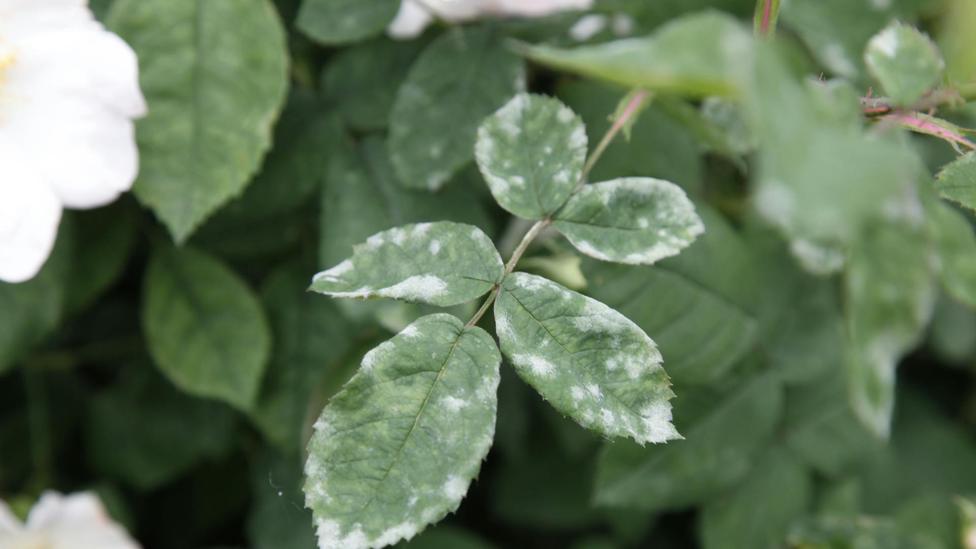 Mehltau an einer Rose