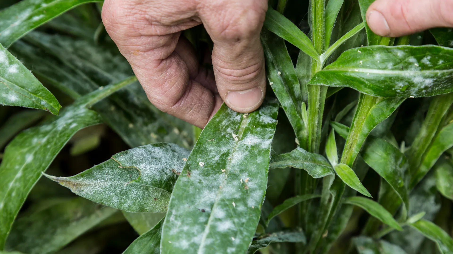 Pilzbefall an Pflanzen erkennen und bekämpfen | OBI