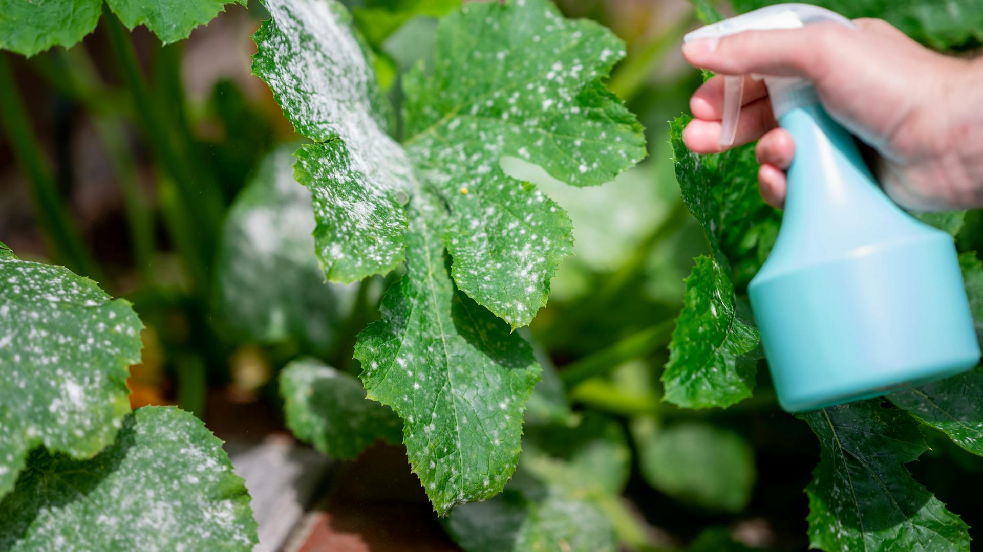 Mehltau an einer Pflanze.