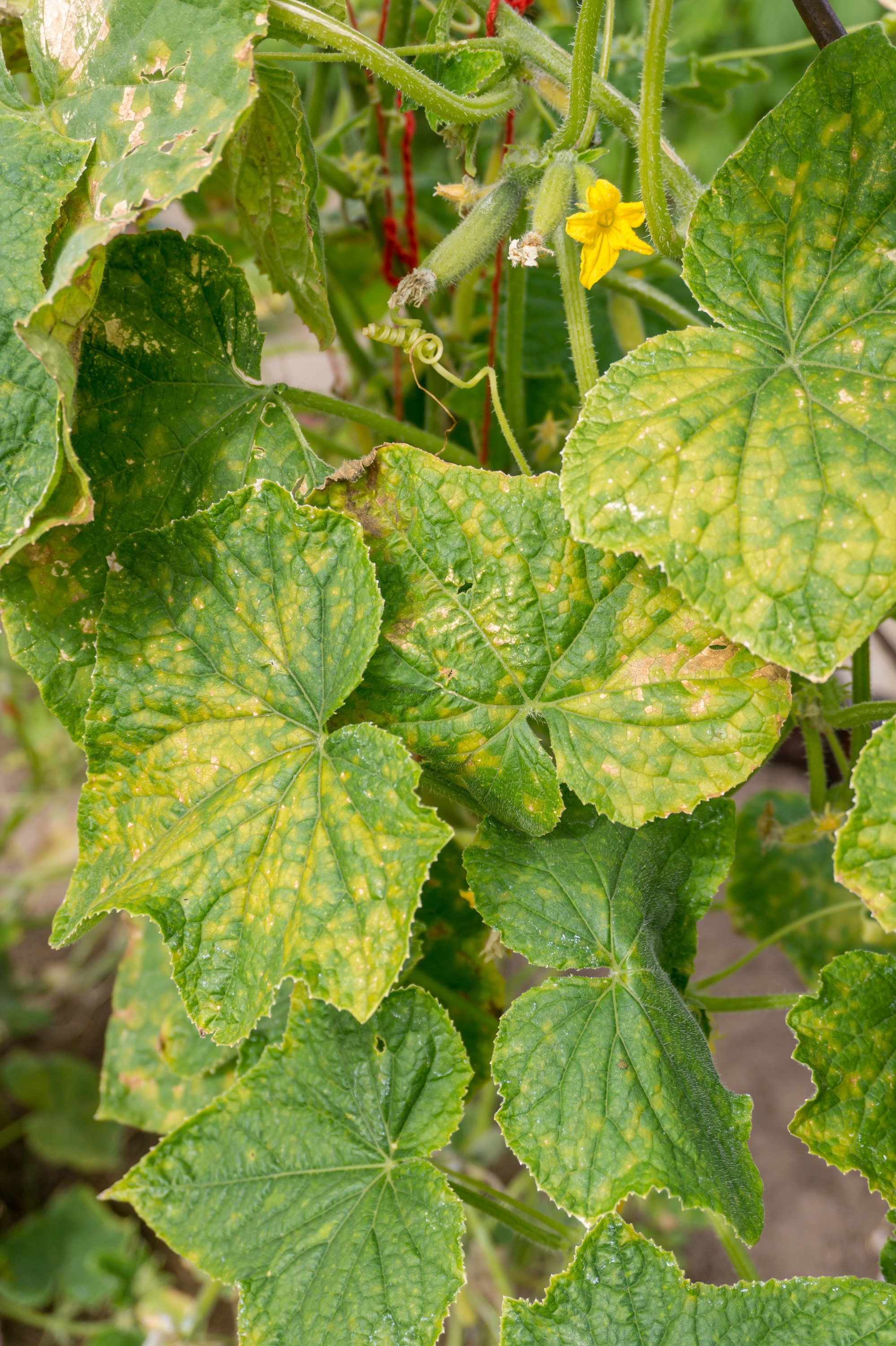 lunaria variegata Lunaria annua alba variegated | Variegated Silver Dollar Plant main image 1