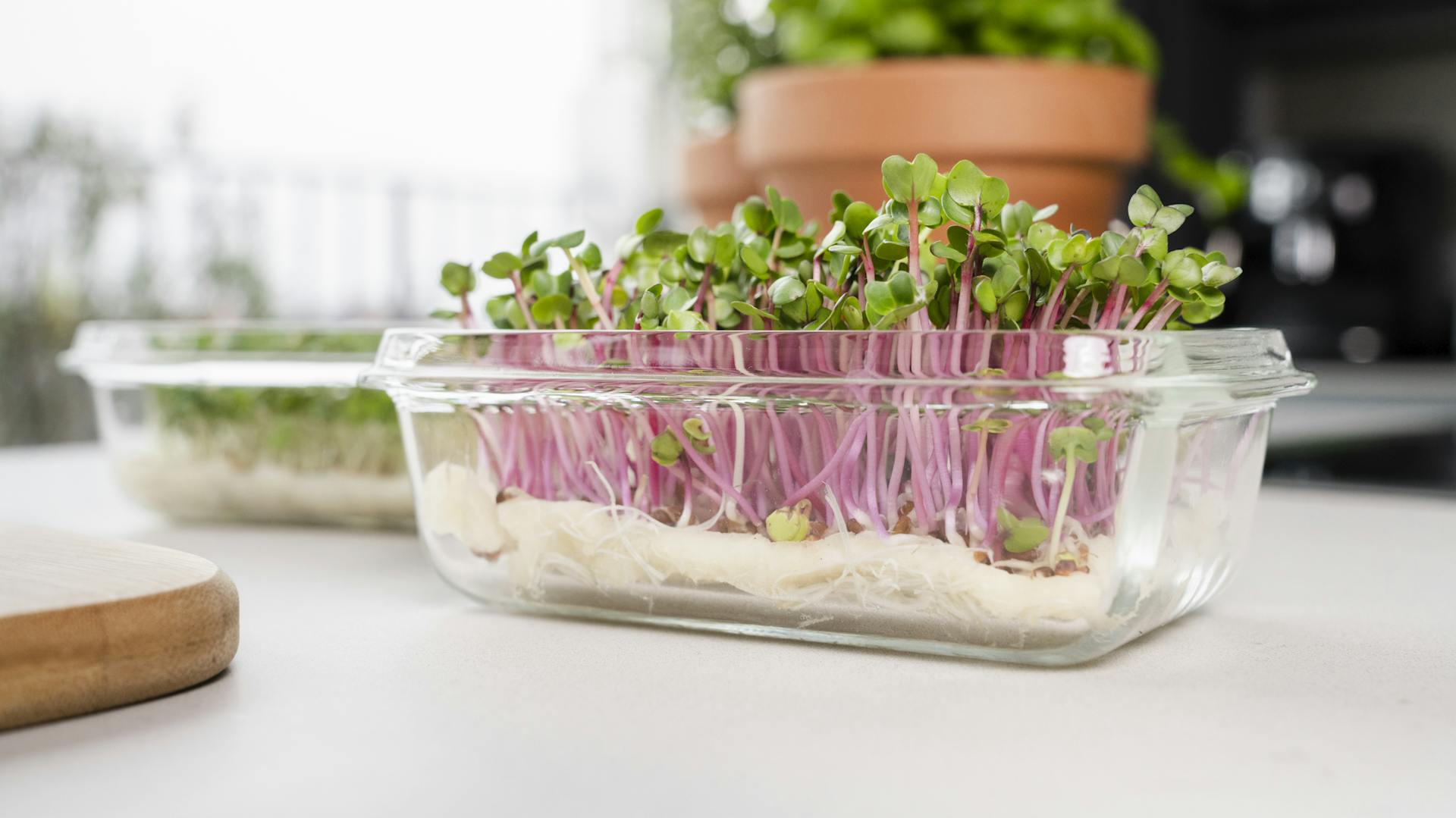 Microgreens in der Schale