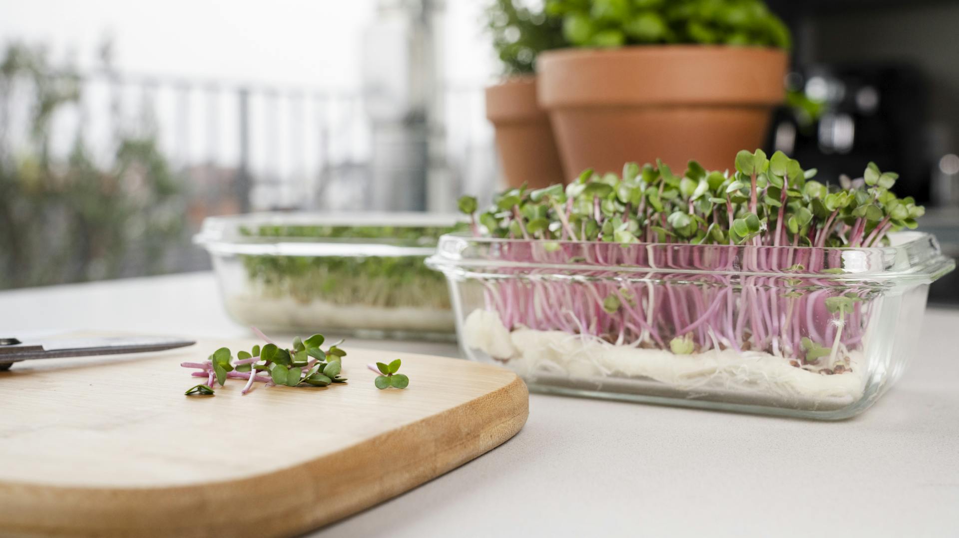 Abgeschnittene Microgreens auf Tablett
