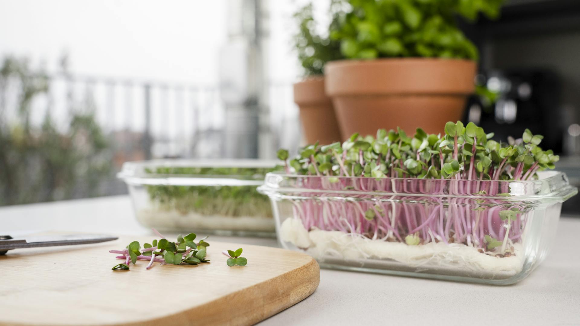 Microgreens in Anzuchtschale in einer Küche