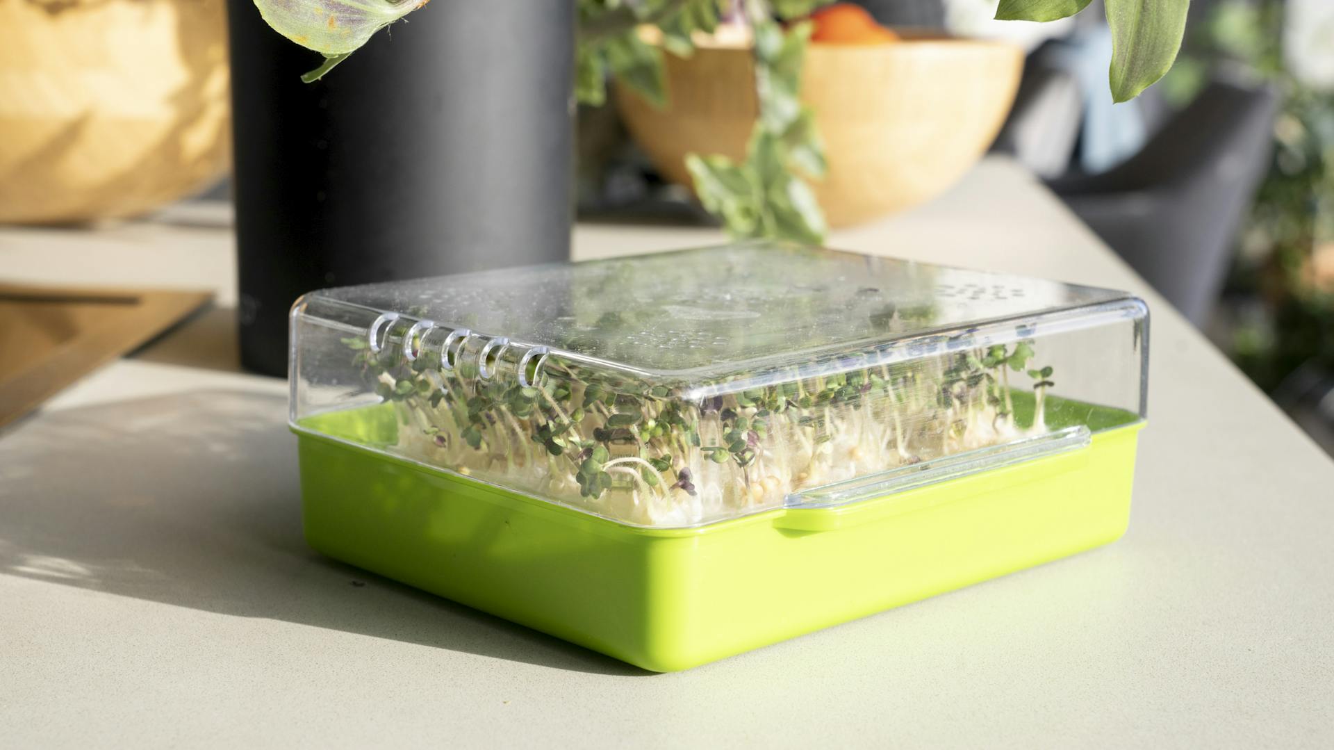 Micorgreens in Anzuchtschale