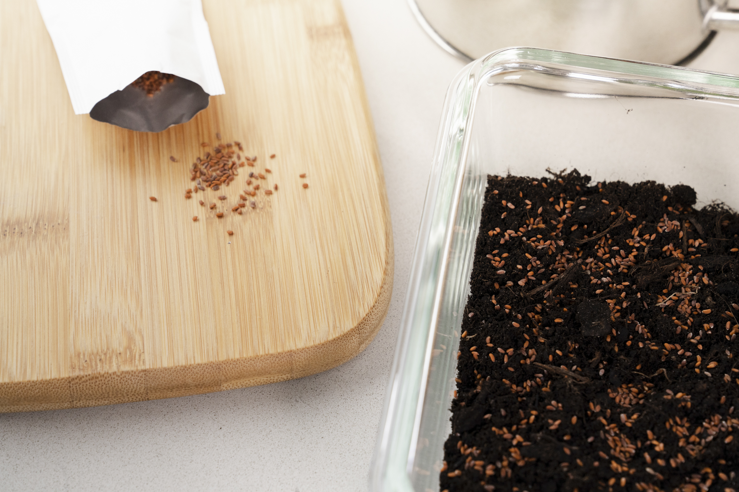 Semi per piante pronti da seminare