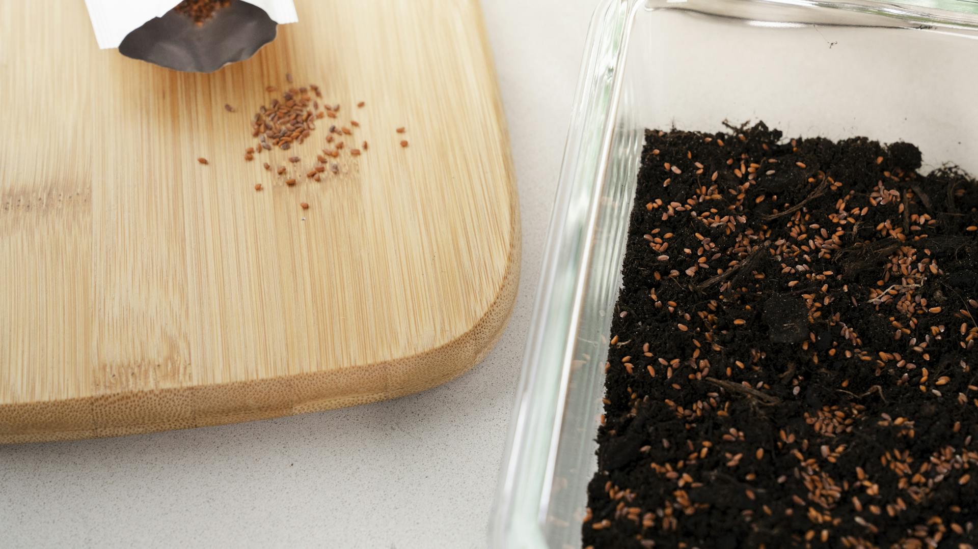 Pflanzensamen fertig zum einsäen