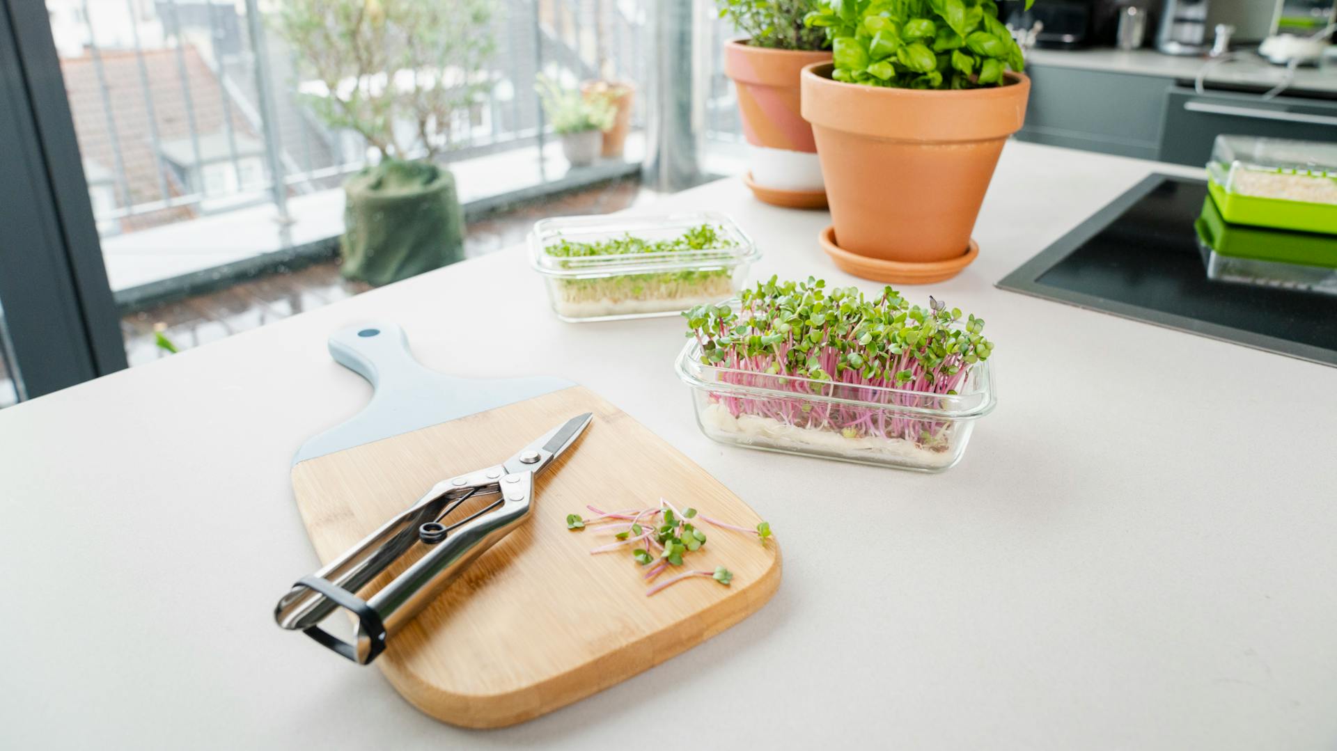 Microgreen da raccogliere
