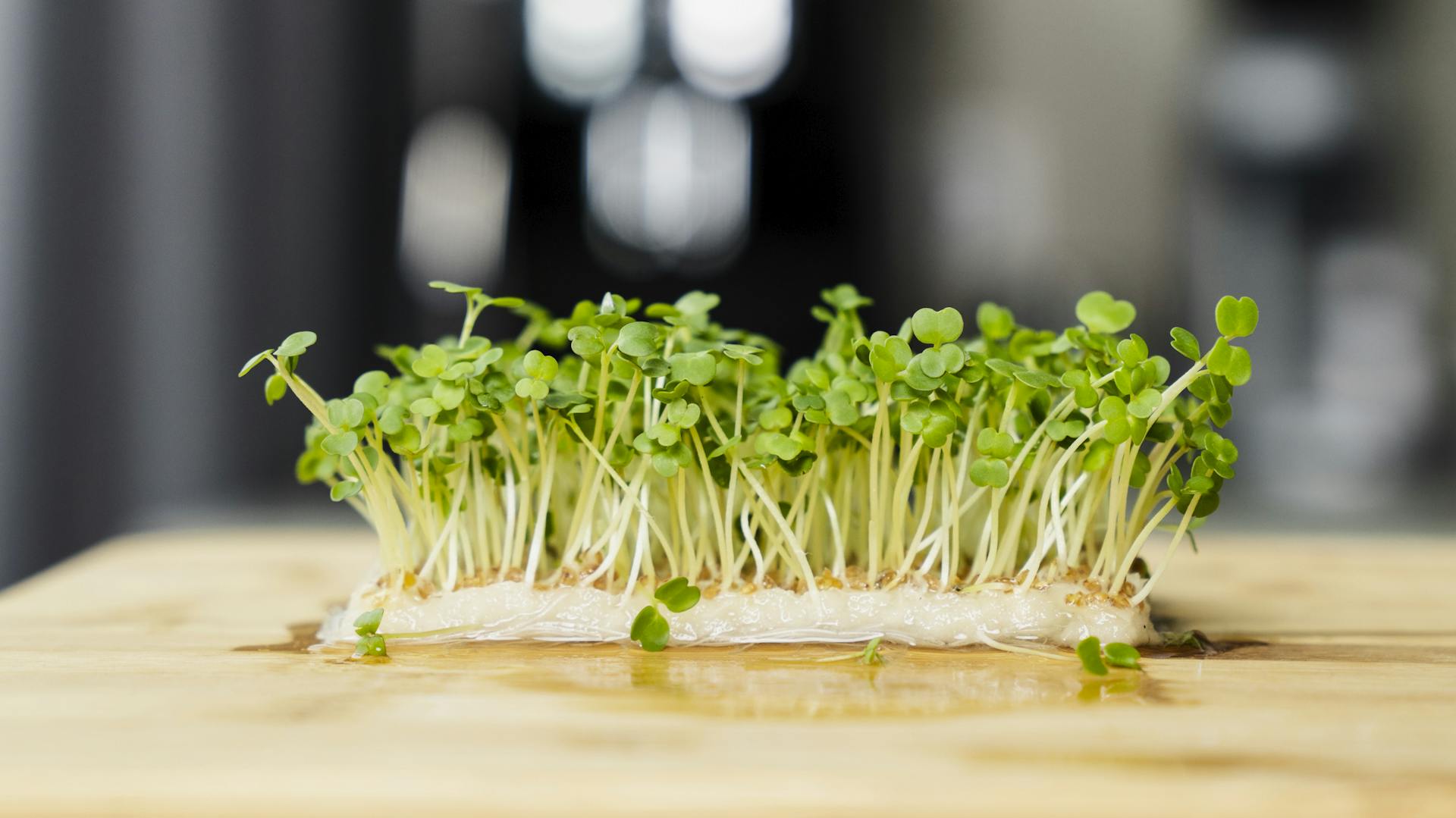 Gut gewässerte Keimlinge