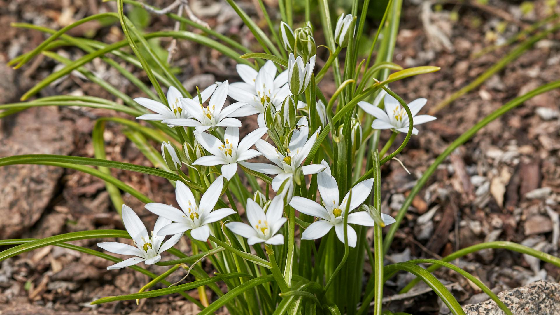 Weiße Milchsterne blühen im Garten.
