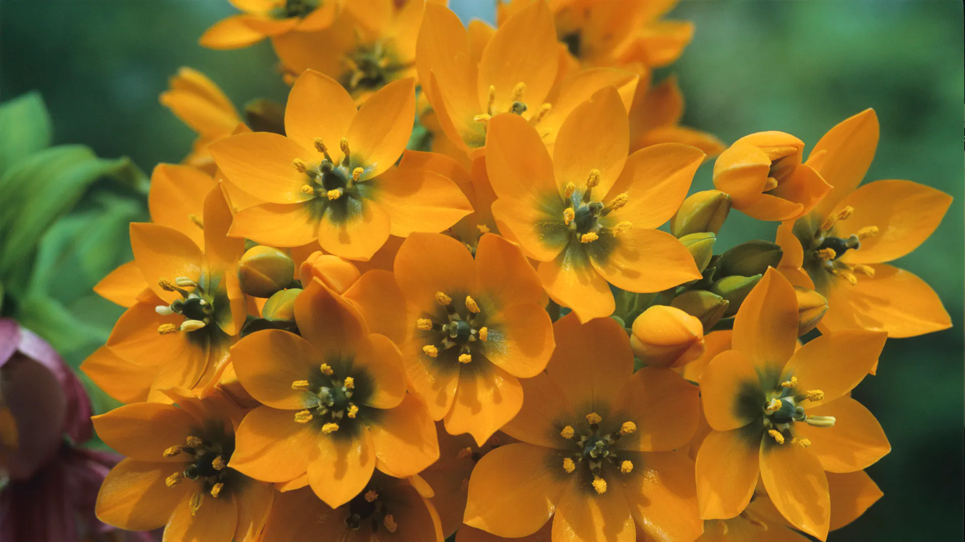 Die Sorte „Ornithogalum dubium“ blüht orange im Garten.
