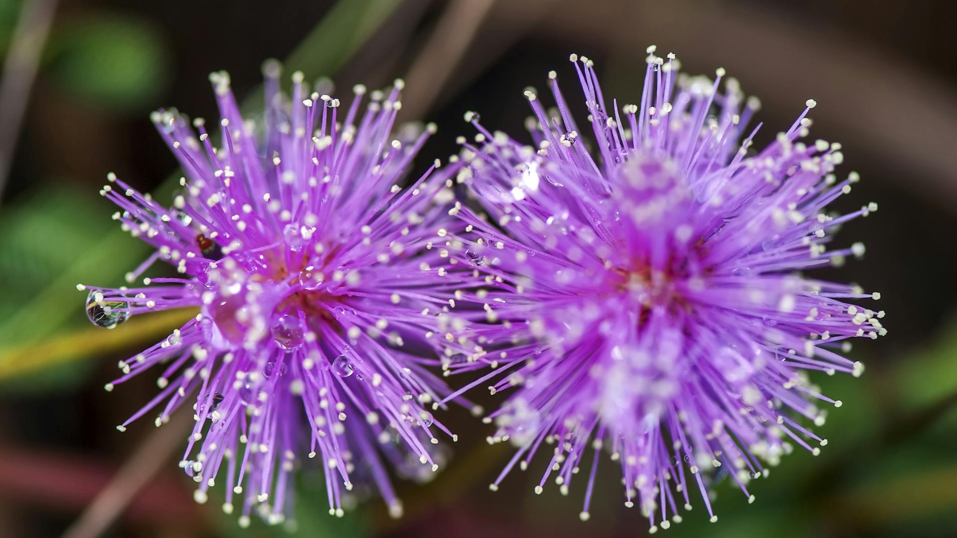 Lila Blühende Mimose