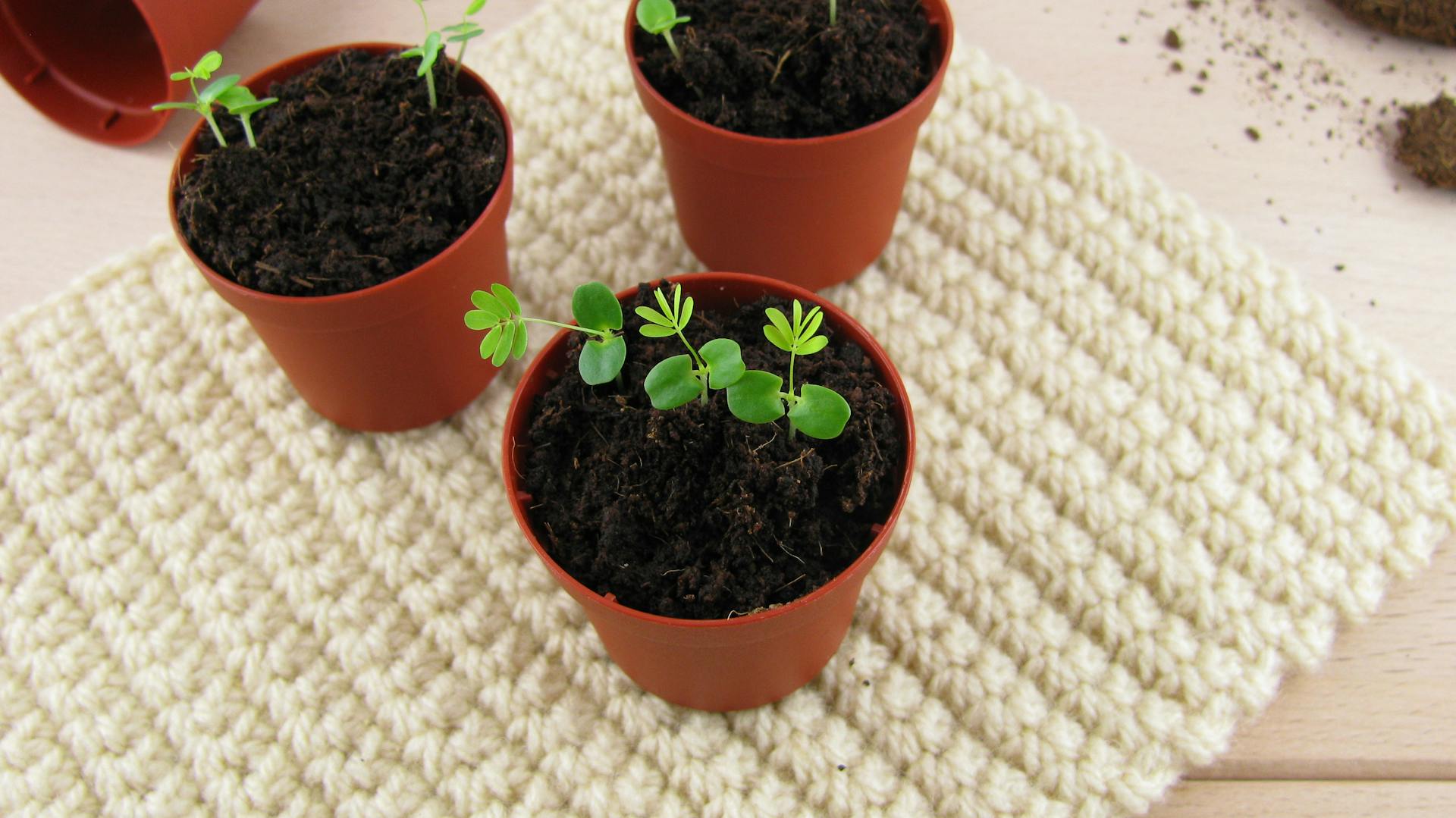 Junge Mimosen in kleinen Pflanztöpfen