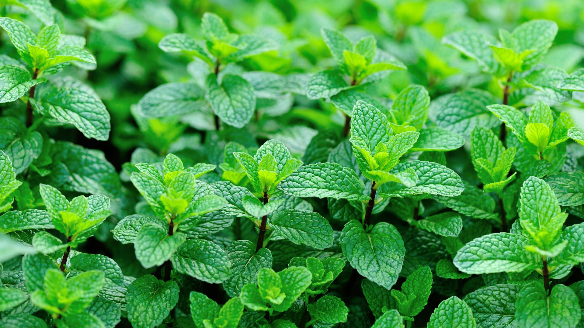 Minze pflanzen und pflegen: So gelingt es dir | OBI