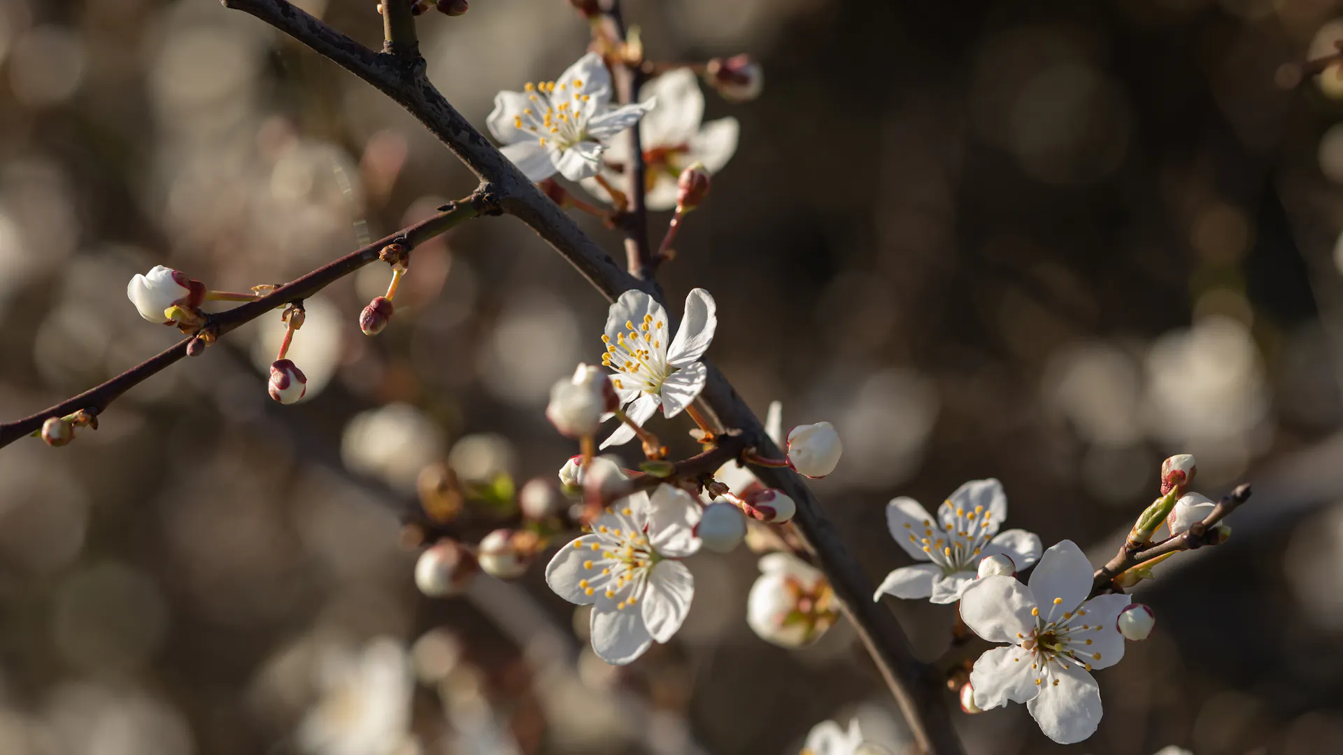 Blüten am Mirabellenbaum