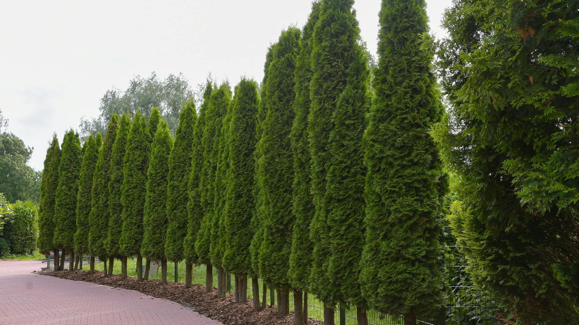 Mittelmeer-Zypresse als Hecke gepflanzt