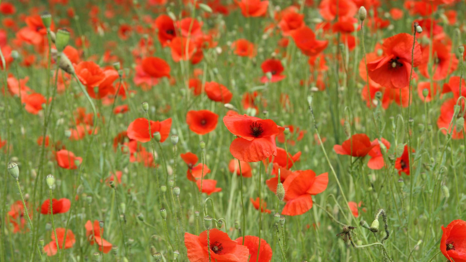 Orange-roter blühender Mohn im Feld.