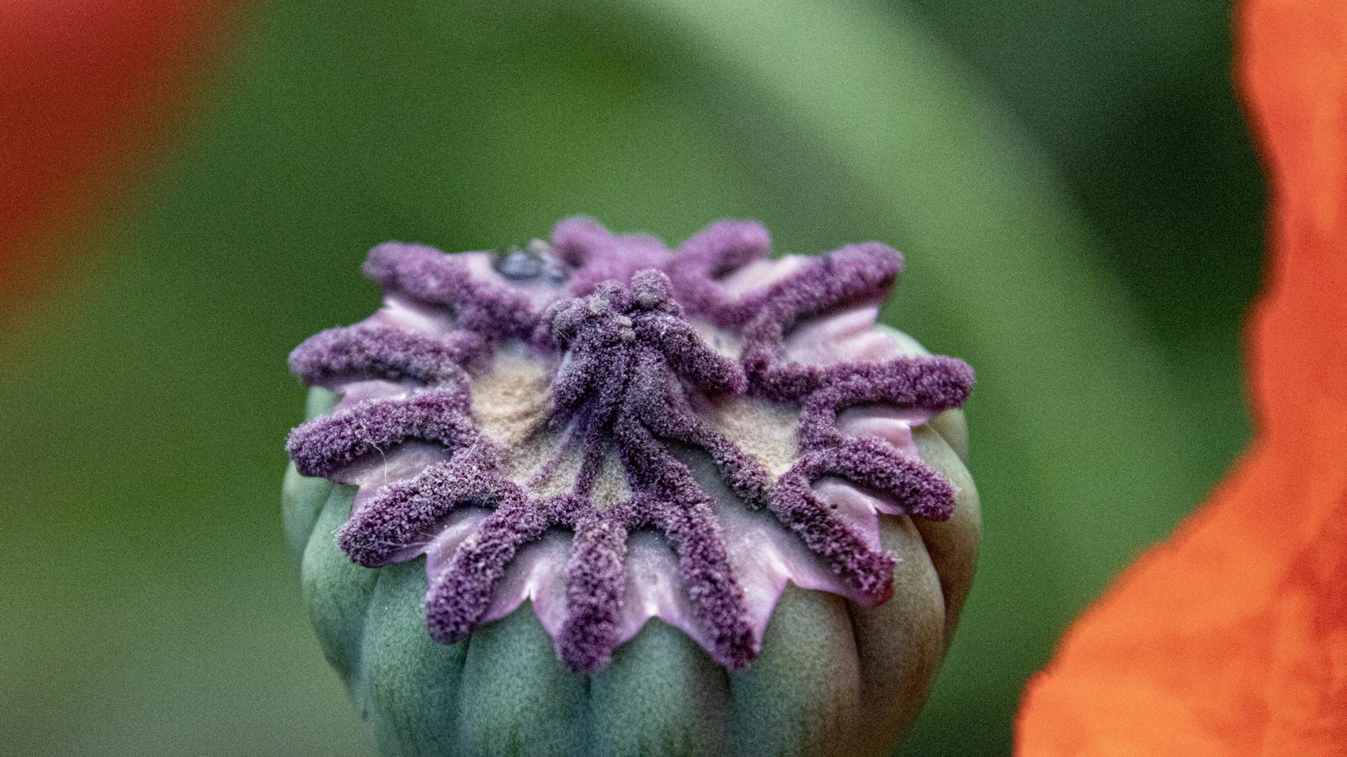 Nahaufnahme des Mohns mit Kapselfrucht.