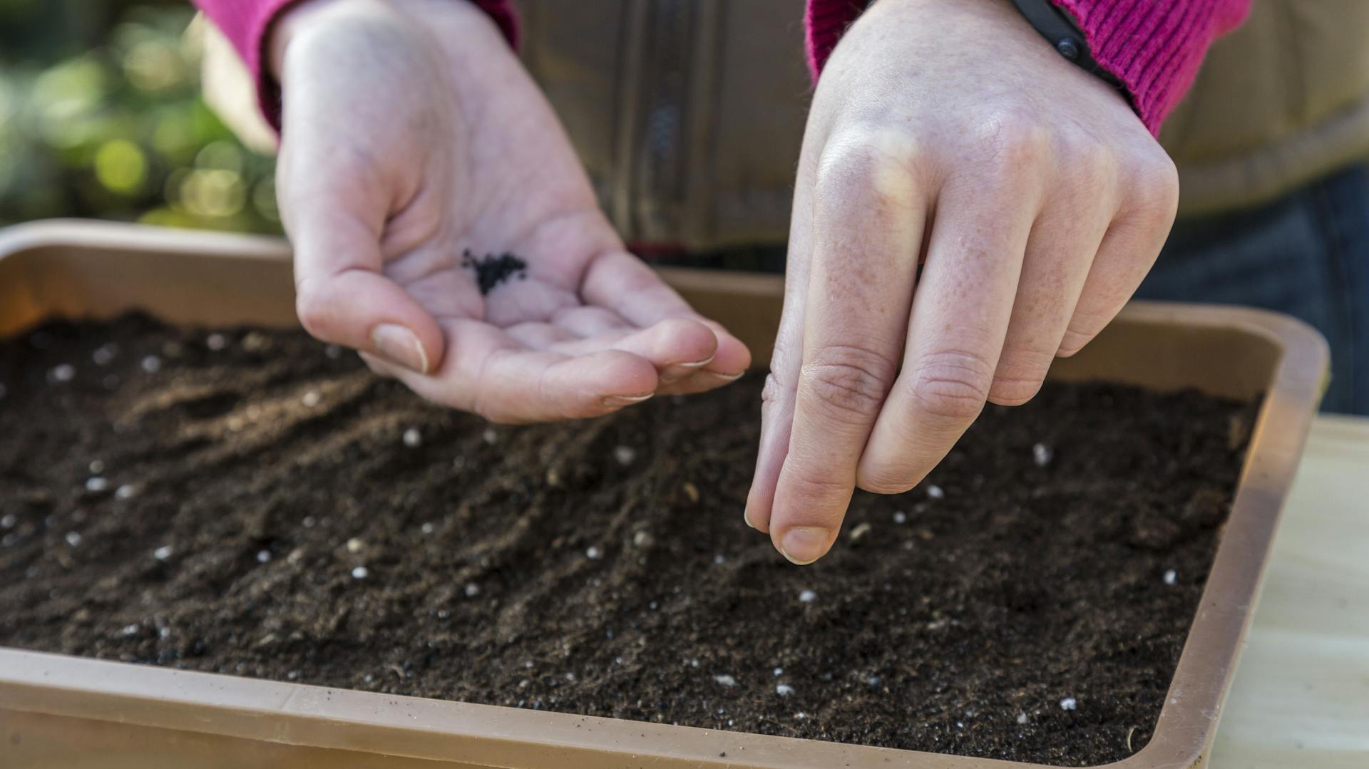 Jemand sät Mohn in die Erde.