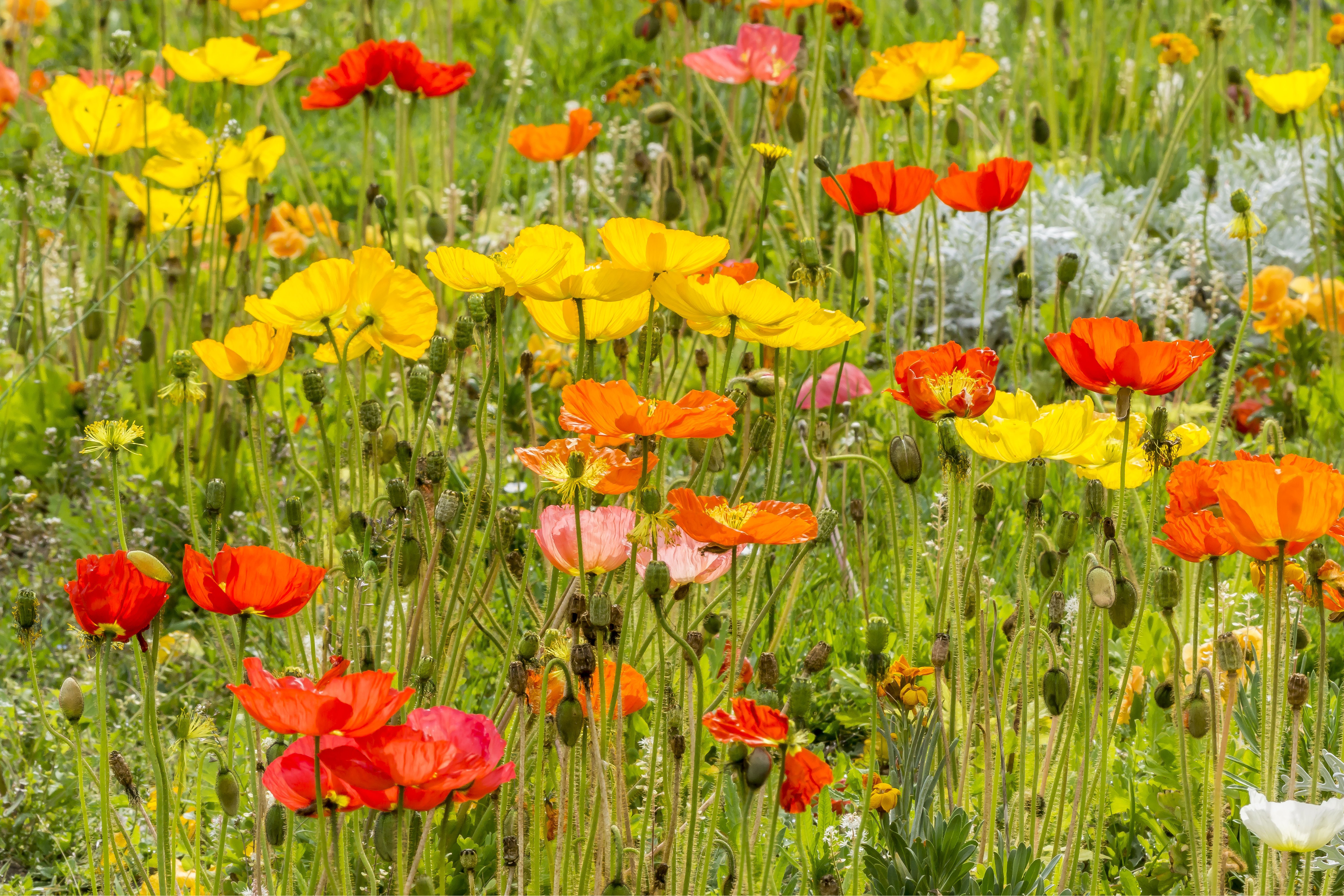 Mohn – Eigenschaften und Pflanztipps im Überblick | OBI