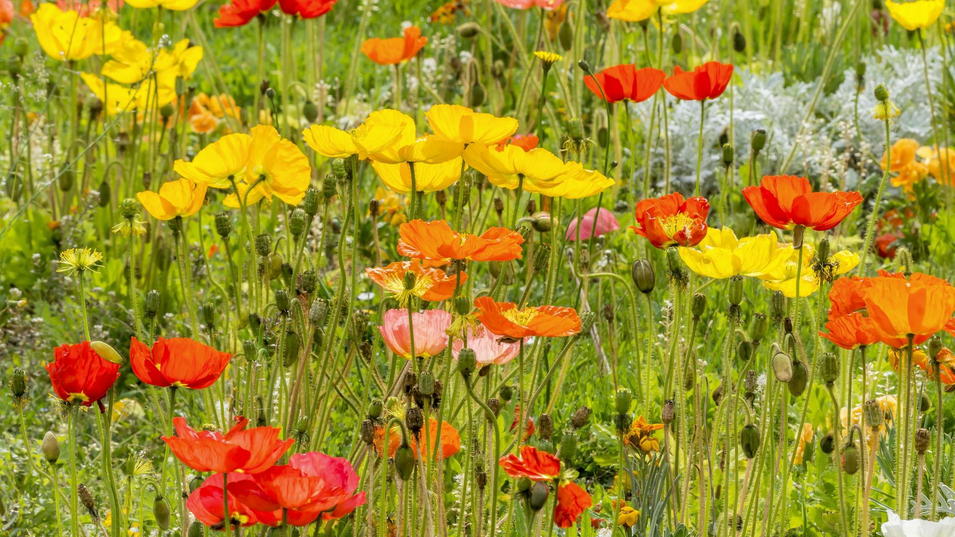 Mohn blüht in vielen Farben auf einer großen Feldfläche.
