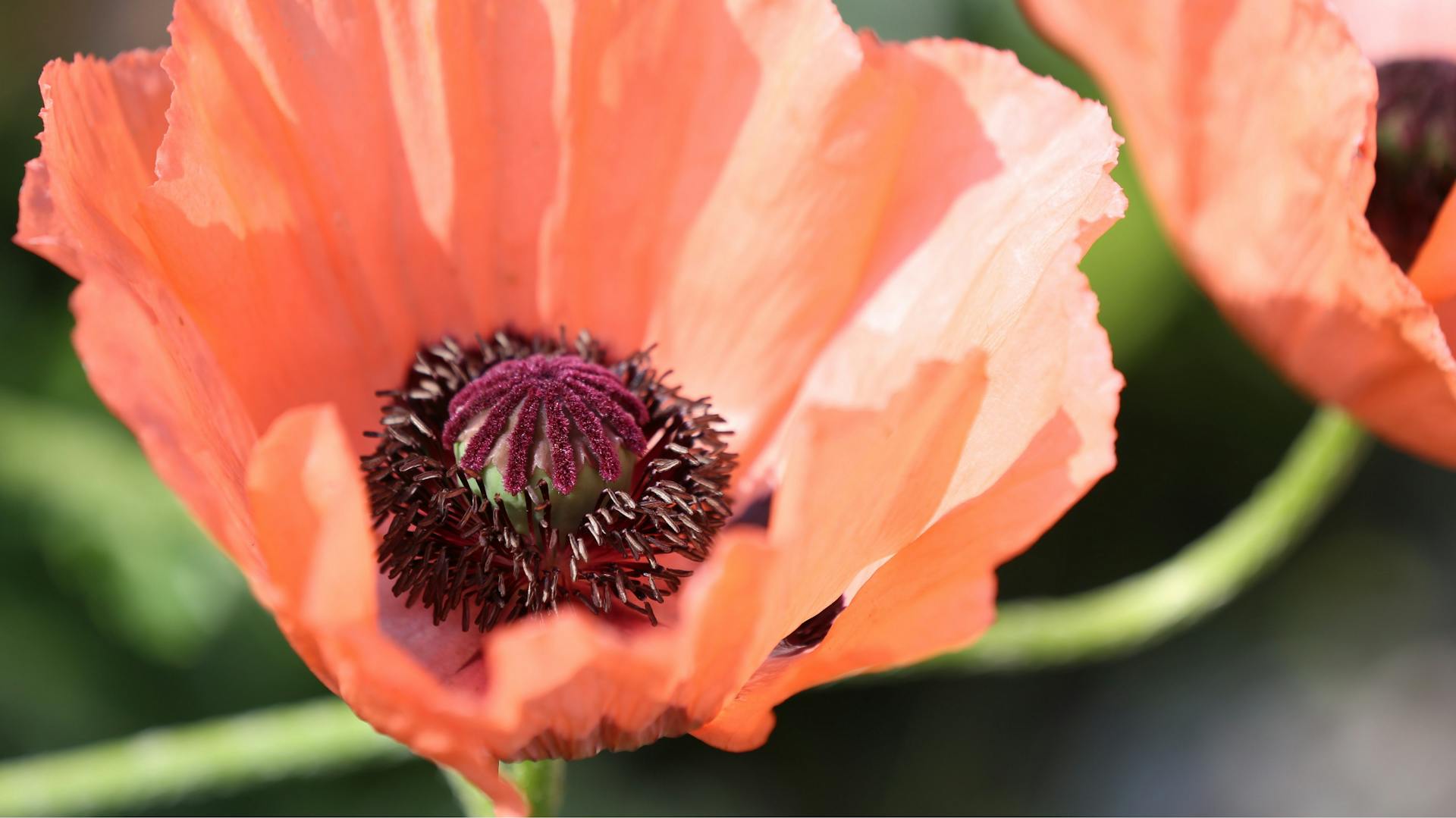 Nahaufnahme des Türken-Mohns (Papaver orientale).