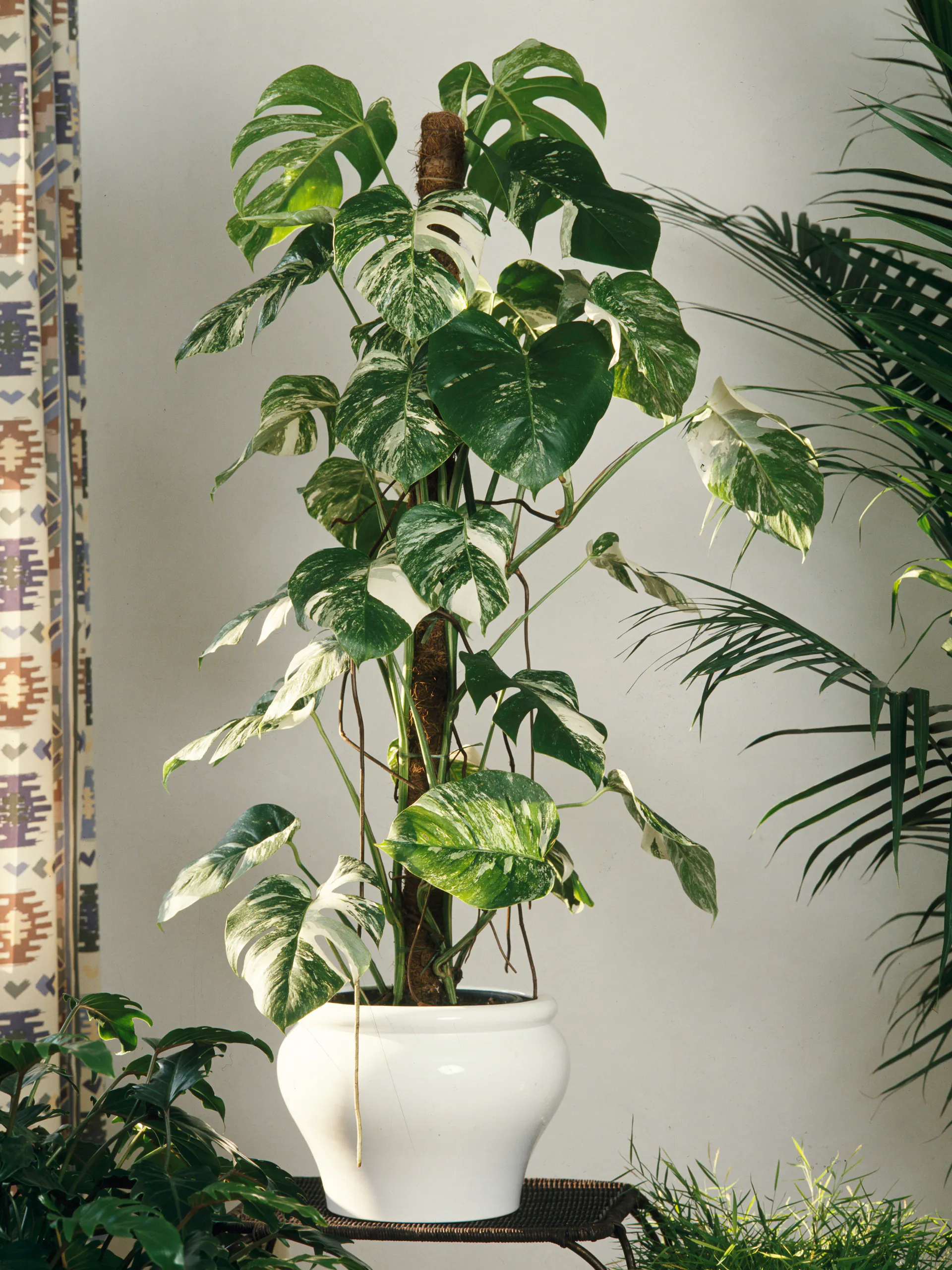 Monstera „Variegata“ mit Rankhilfe in einem weißen Porzellan-Topf.