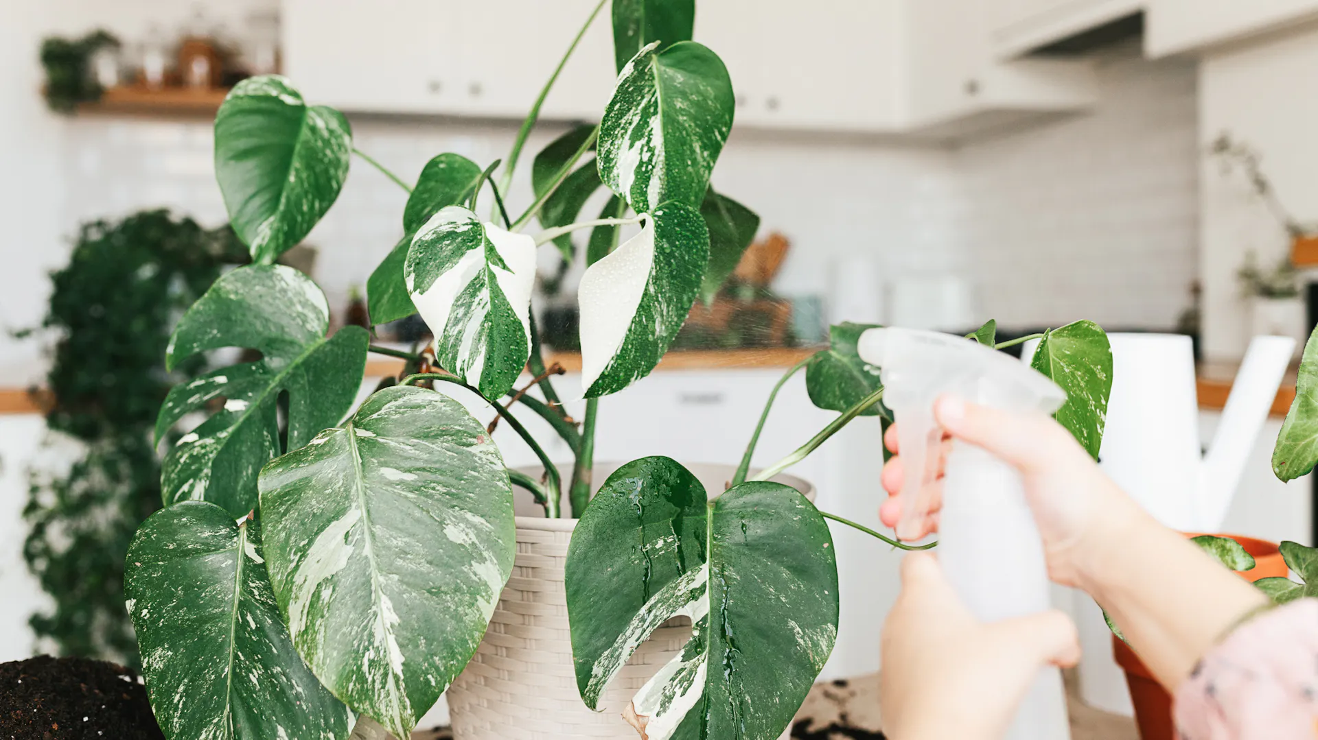 Eine Person sprüht Wasser auf eine Monstera „Variegata“