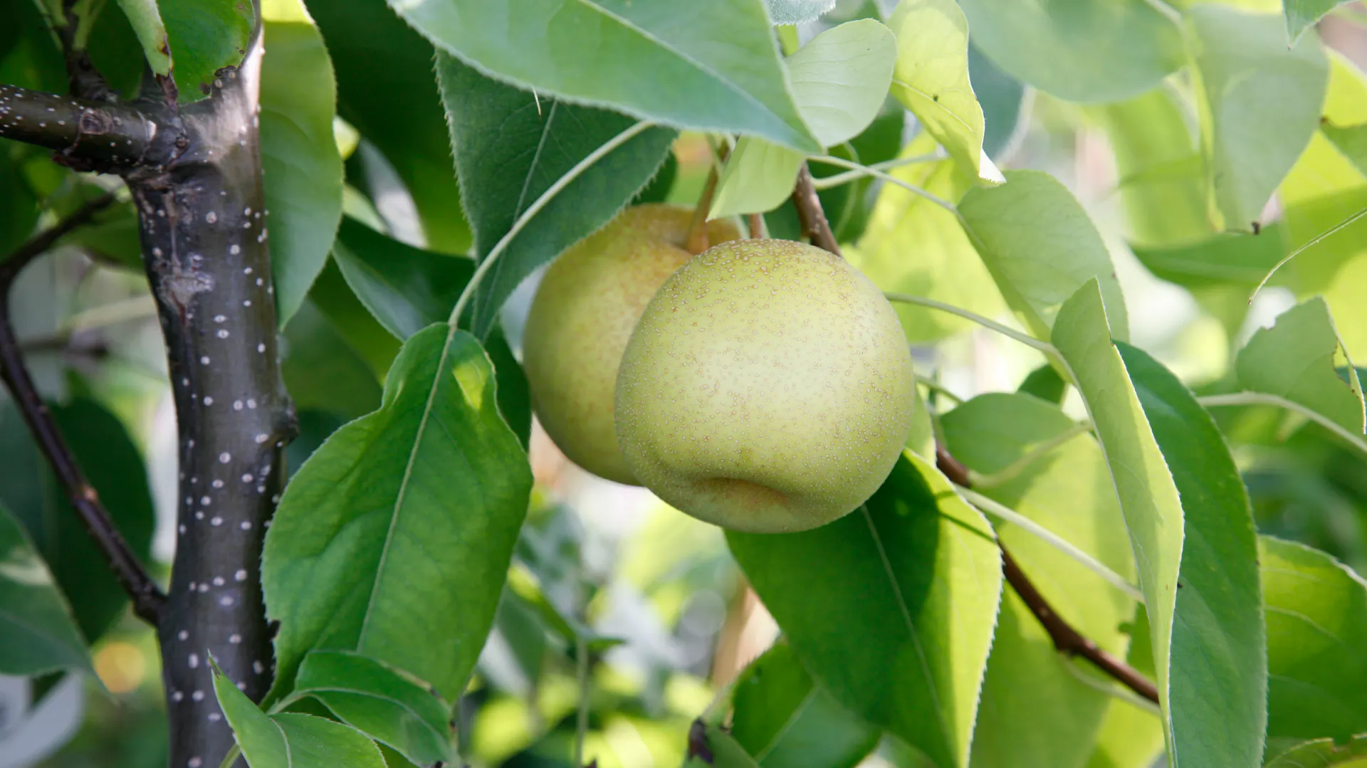 Nashi-Birne am Baum