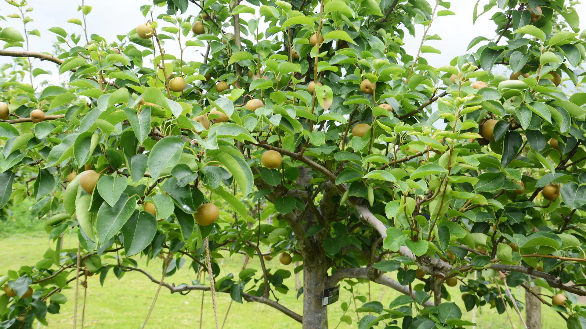 Nashi-Birnenbaum im Garten mit Früchten