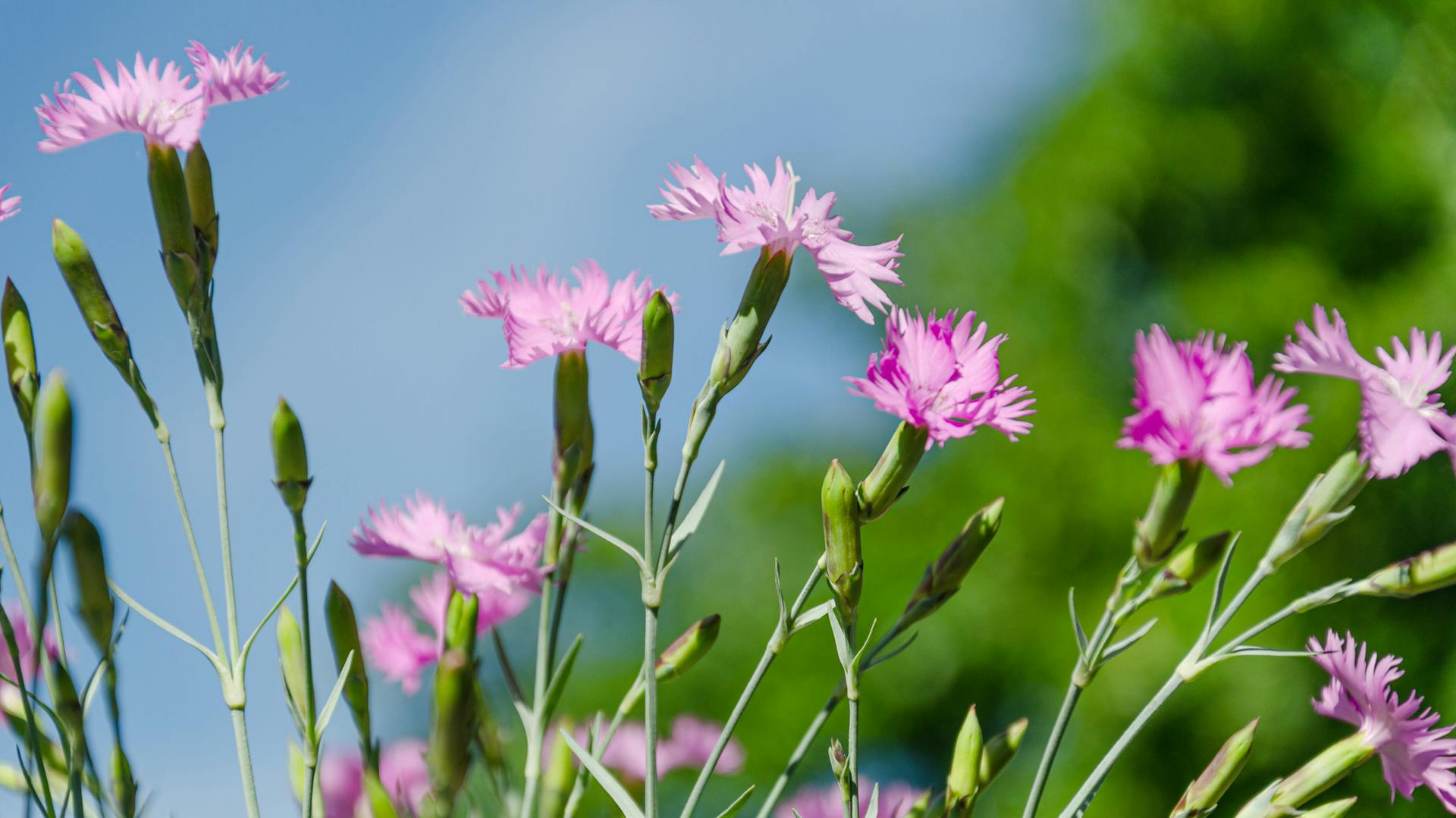 Blühende, rosafarbene Nelken im Garten.