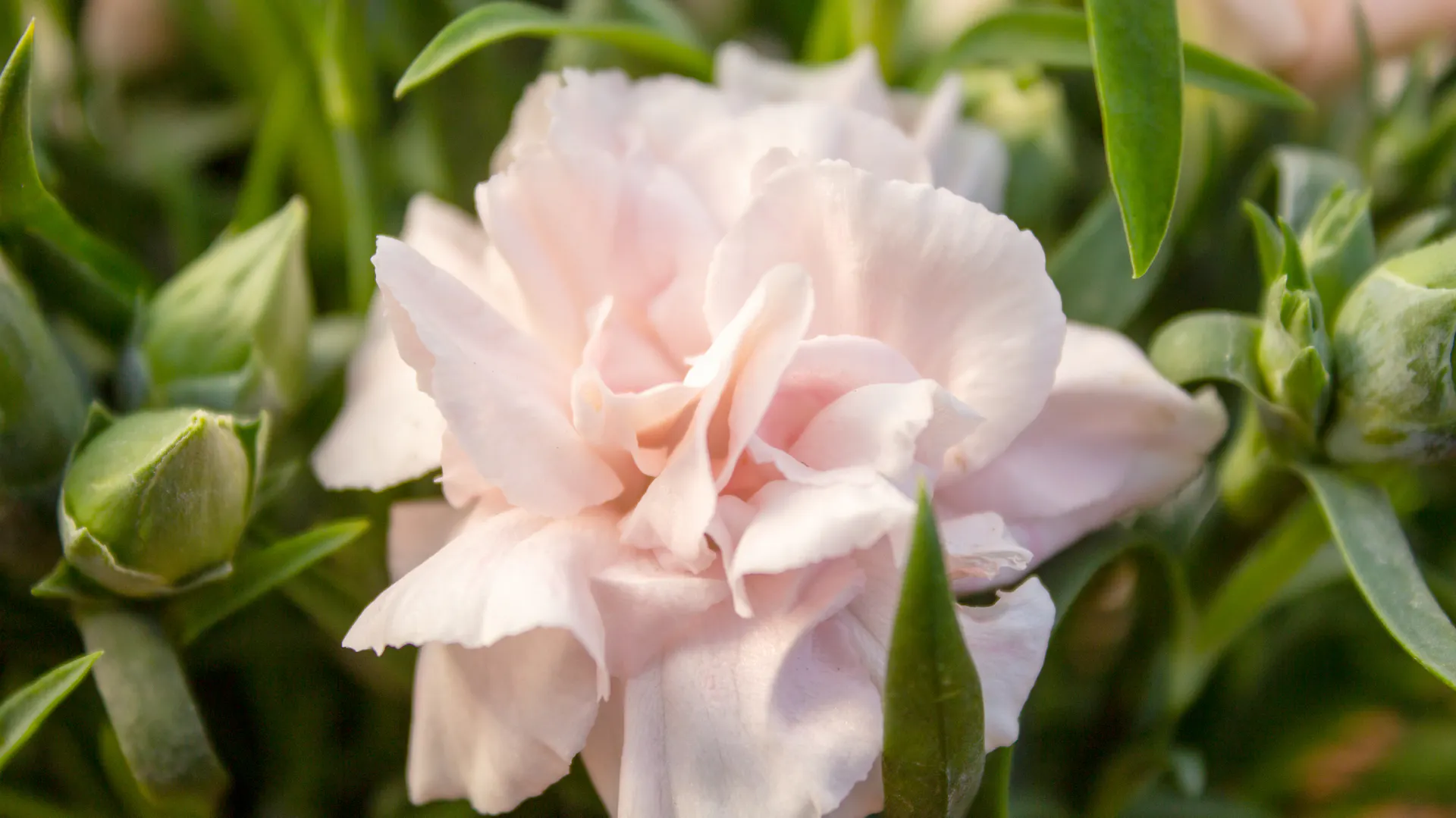 Rosafarbene Blüte einer Nelke.