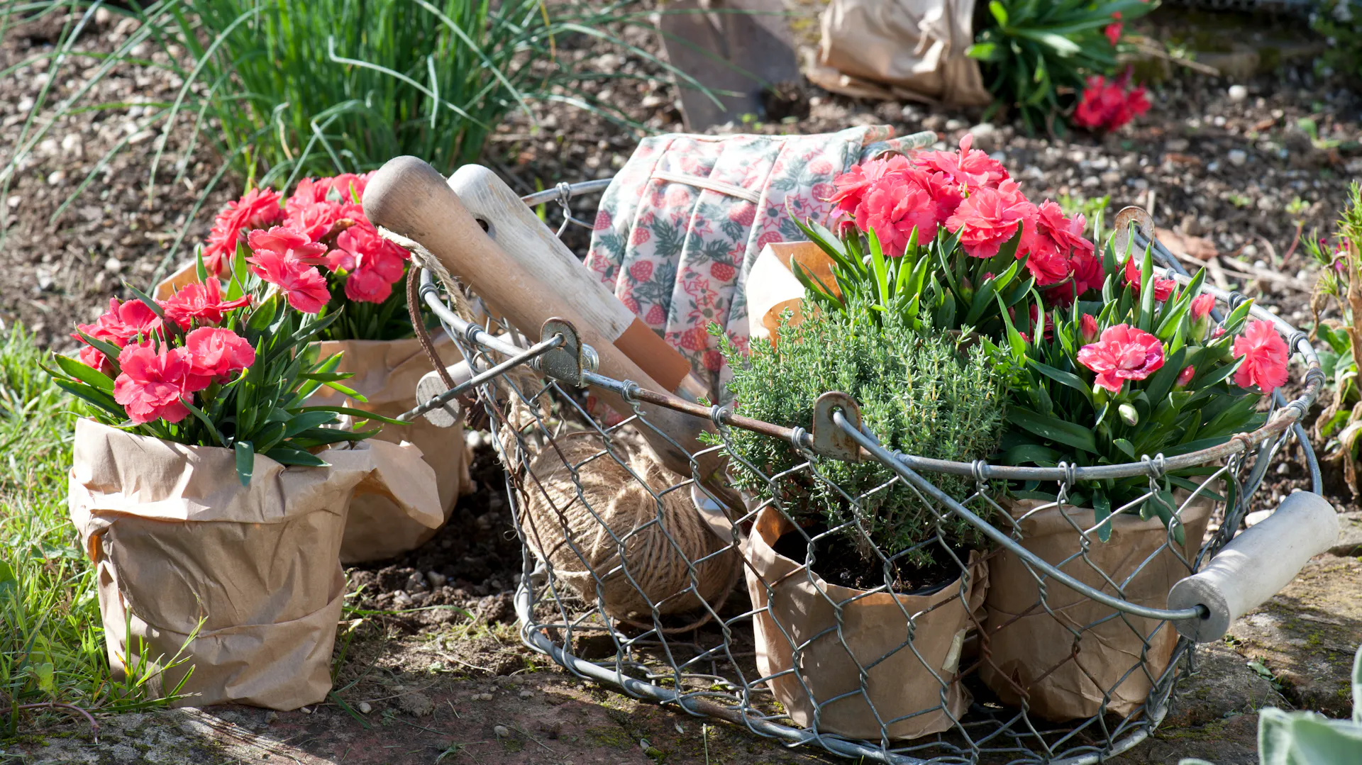 Nelken in Pflanztöpfen und Gartenwerkzeug.