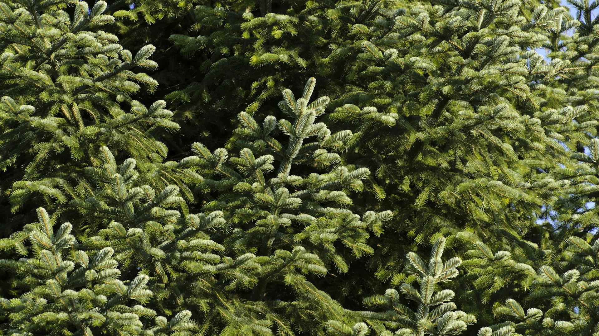 Nordmann-Tanne im Garten
