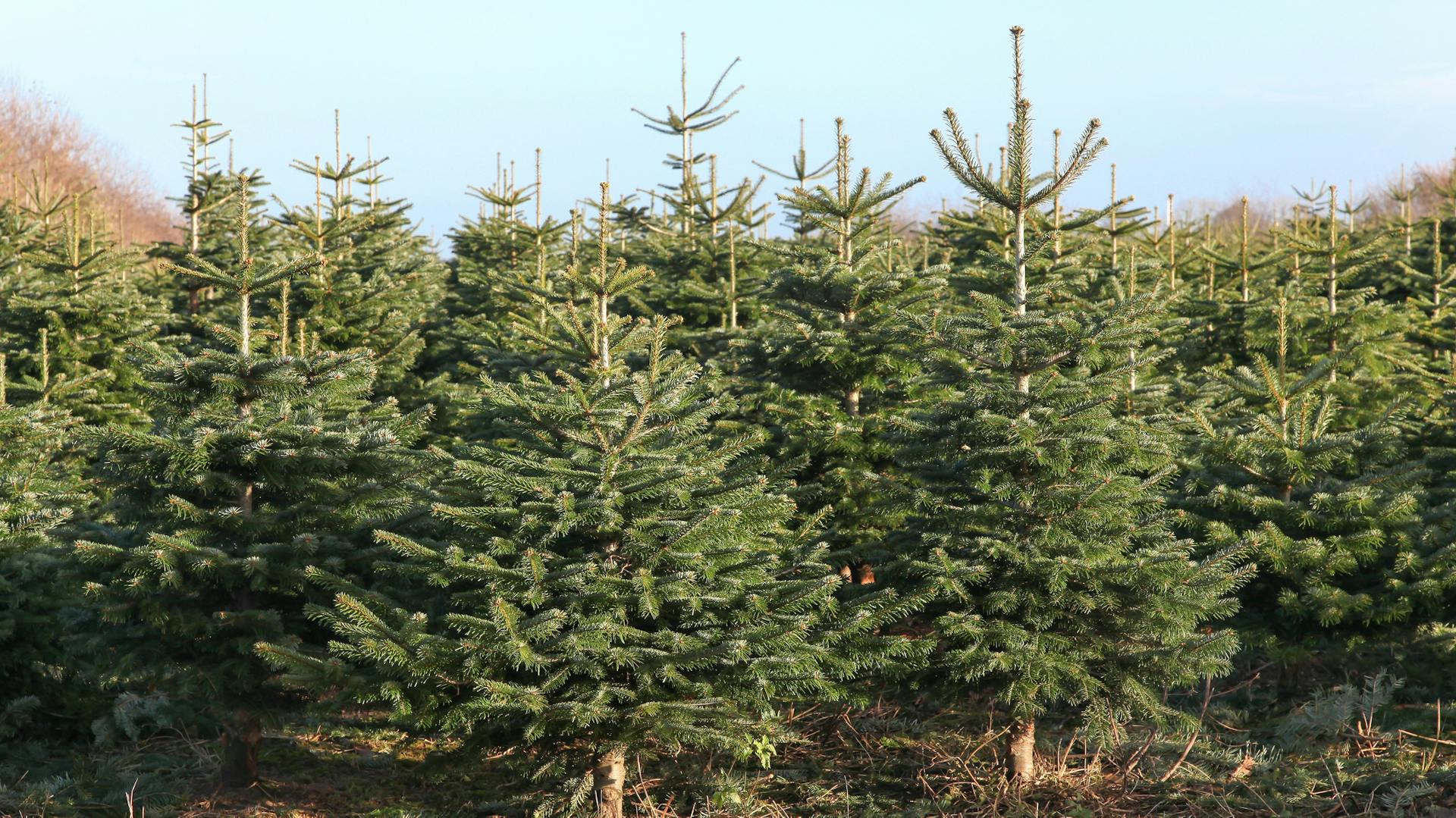 Mehrere junge Nordmanntannen
