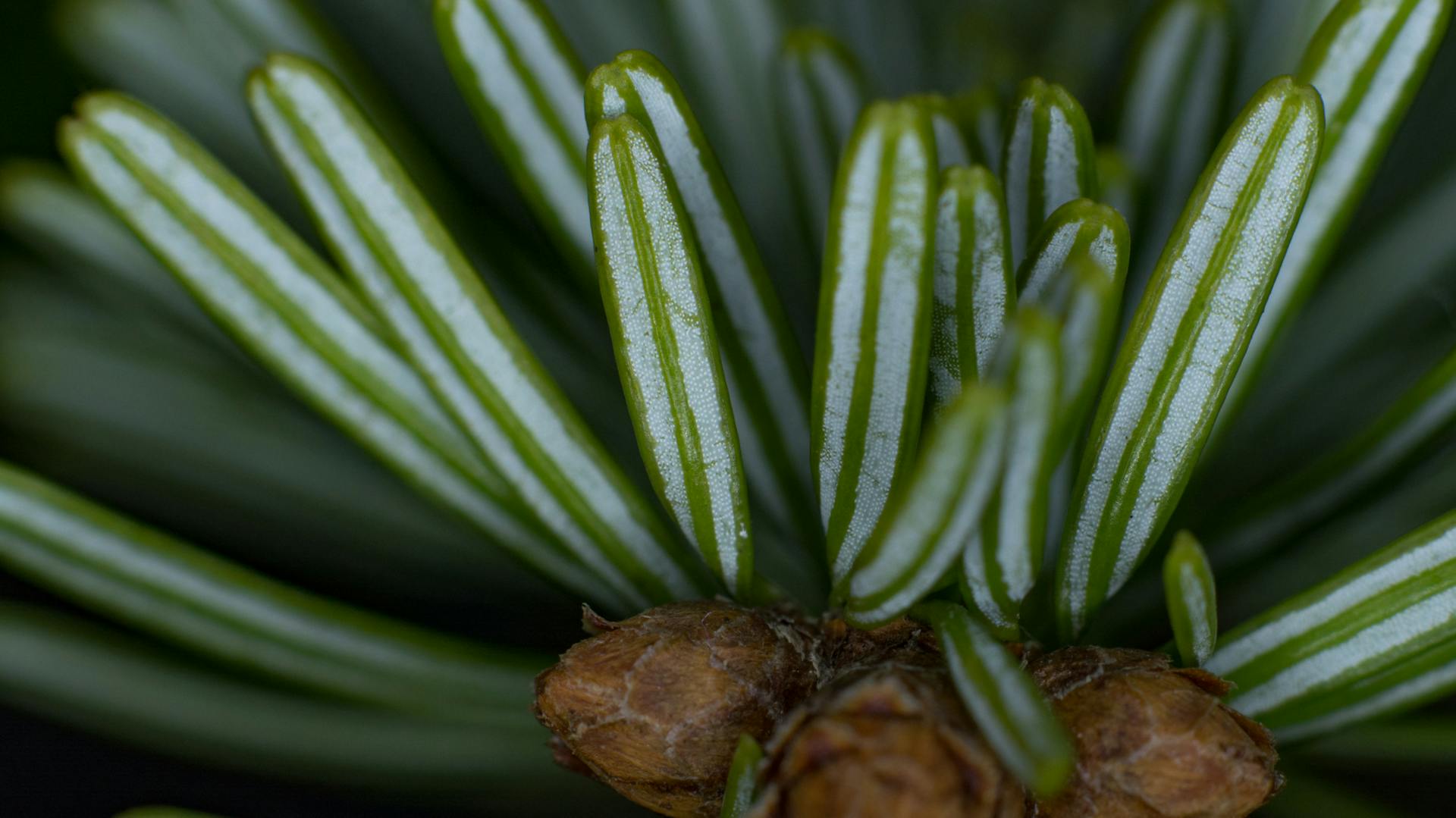 Großaufnahme der Nadeln der Nordmanntanne
