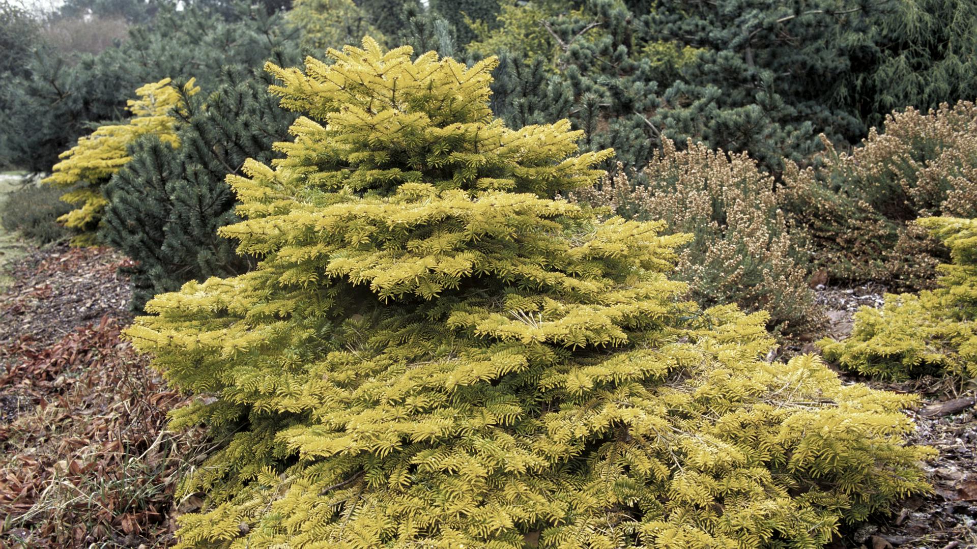 Nordmanntanne der Sorte „Golden Spreader“