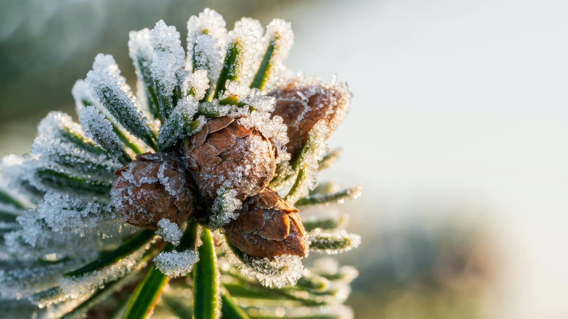 Spitze eines Nordmanntannenzweigs mit Eiskristallen