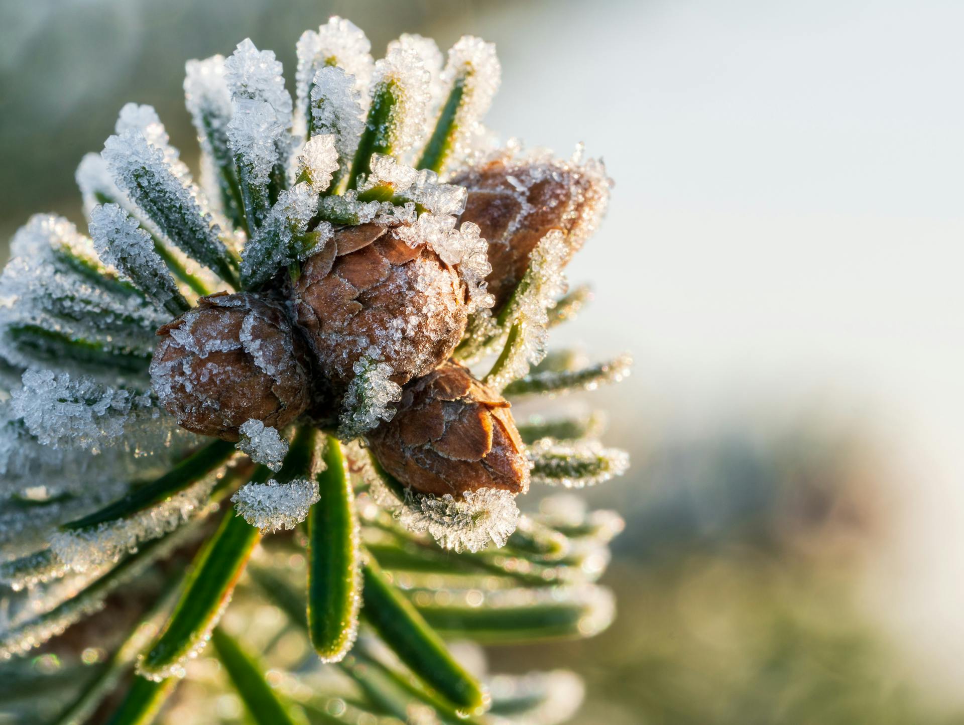 Schneebedeckter Tannenzweig
