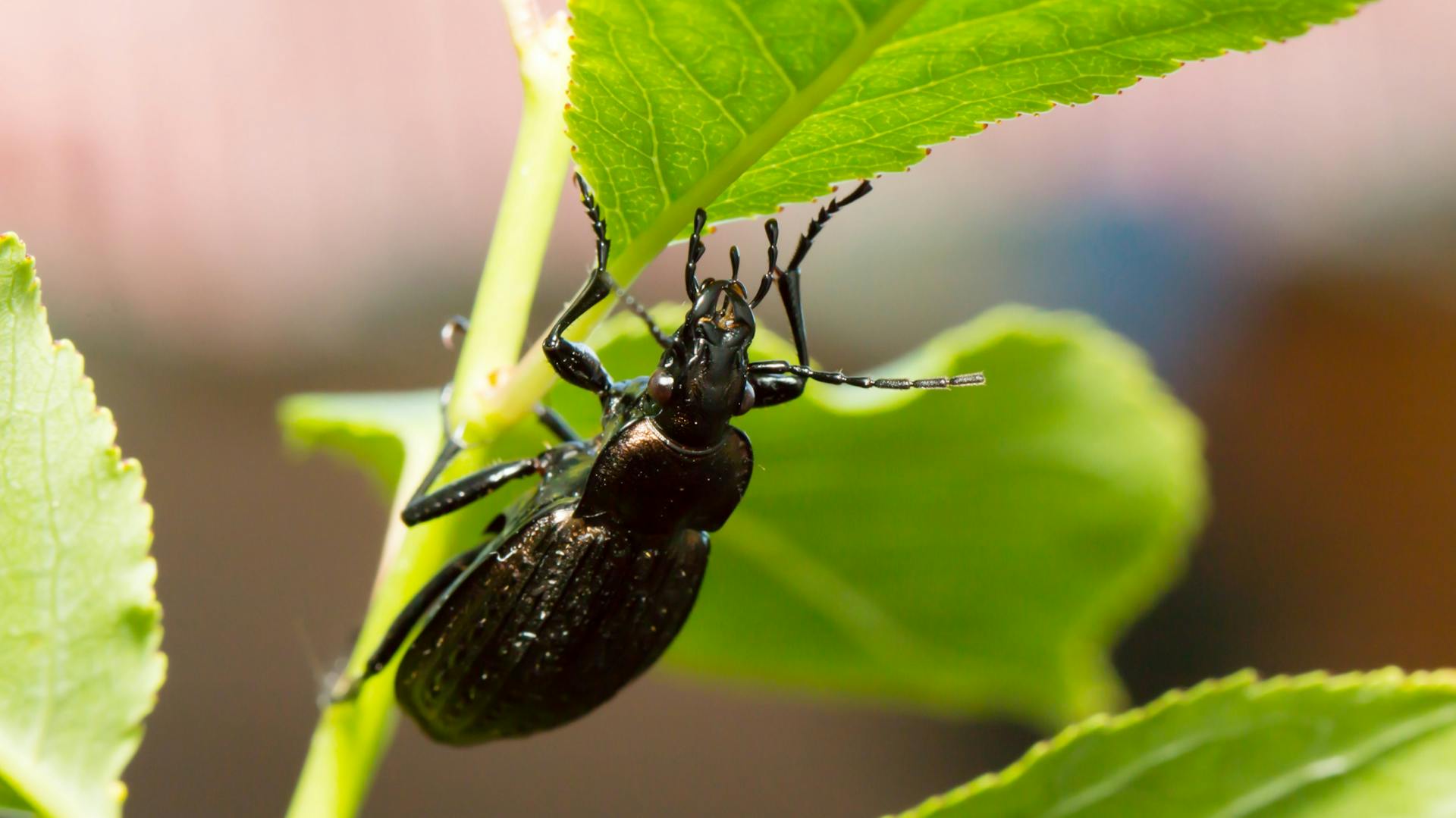 Laufkäfer auf Pflanzenzweig
