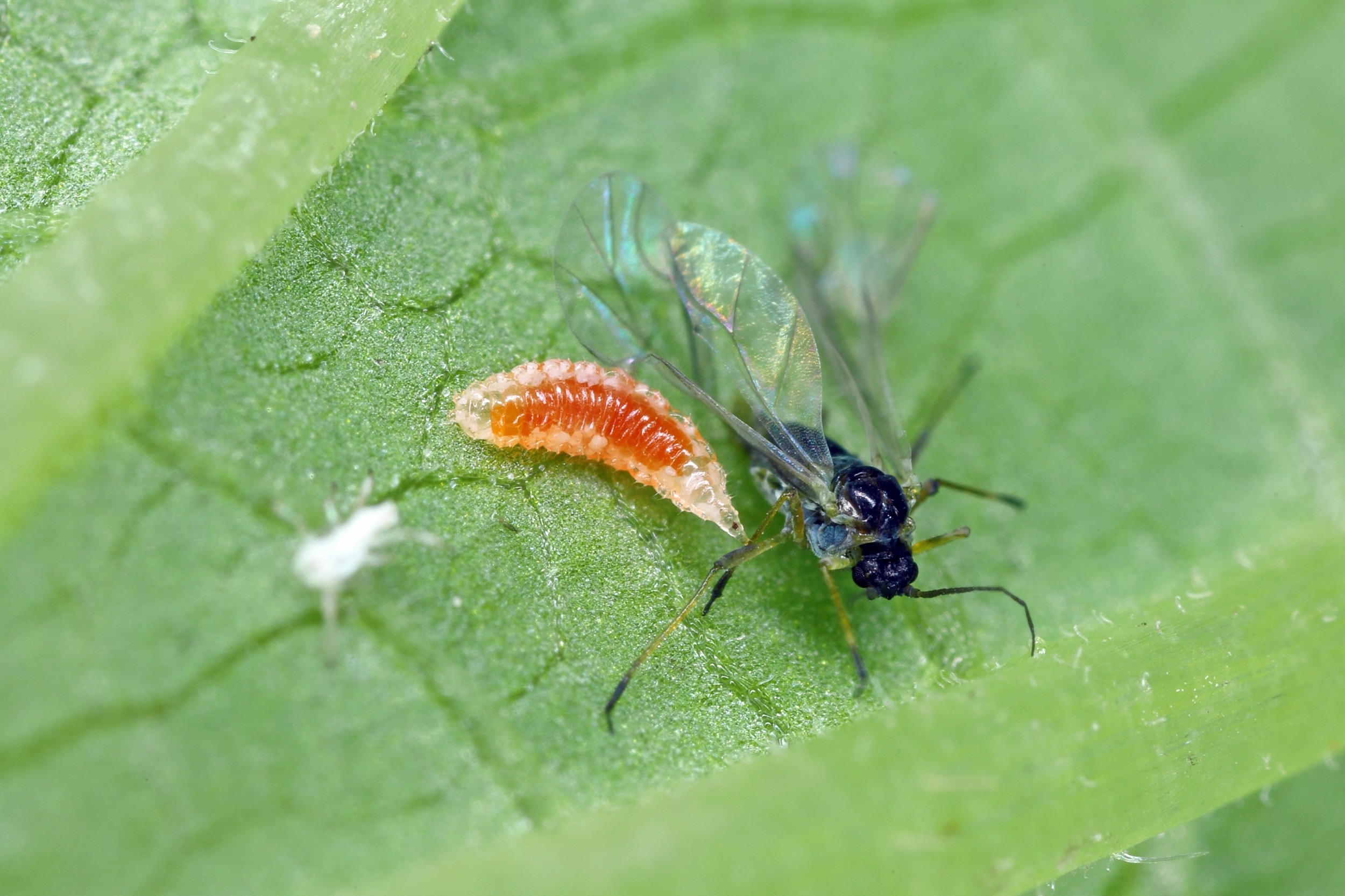 Nützlinge für den Pflanzenschutz Ratgeber und Tipps OBI