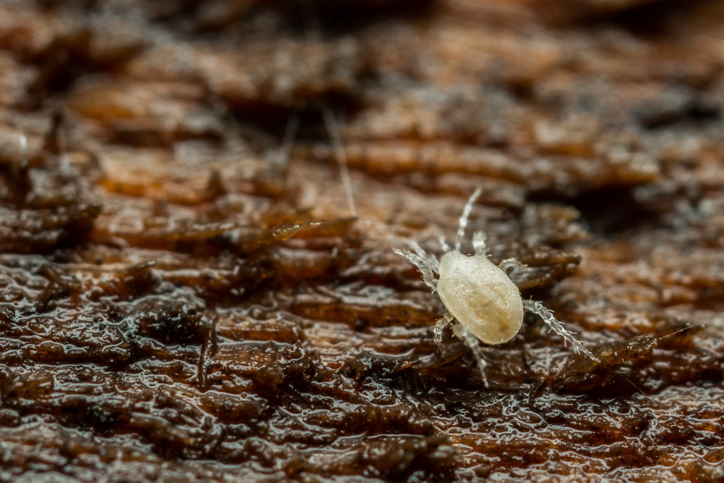 Pflanzenschirm Für Garten & Terrasse - Schützt Pflanzen Vor Sonne & Regen (Blau)