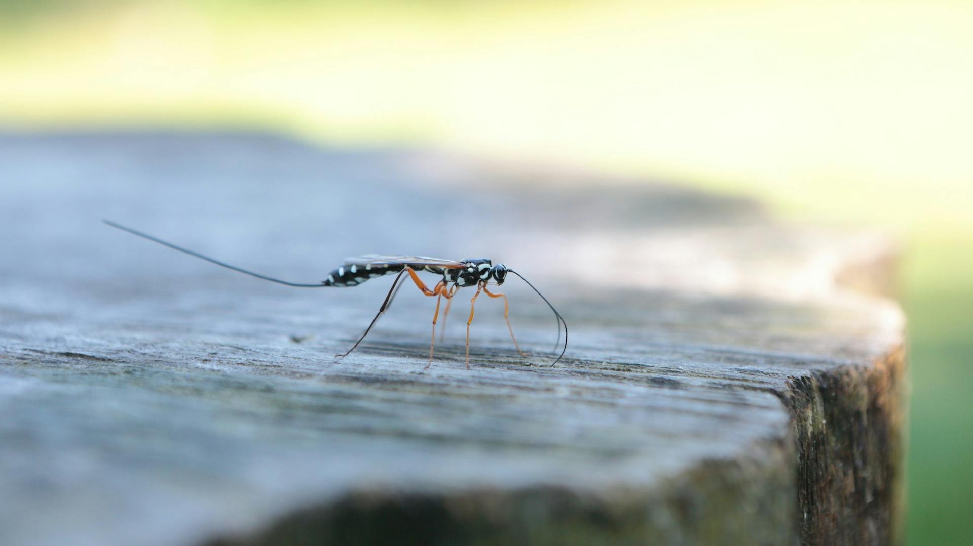 Schlupfwespe auf Baumstamm