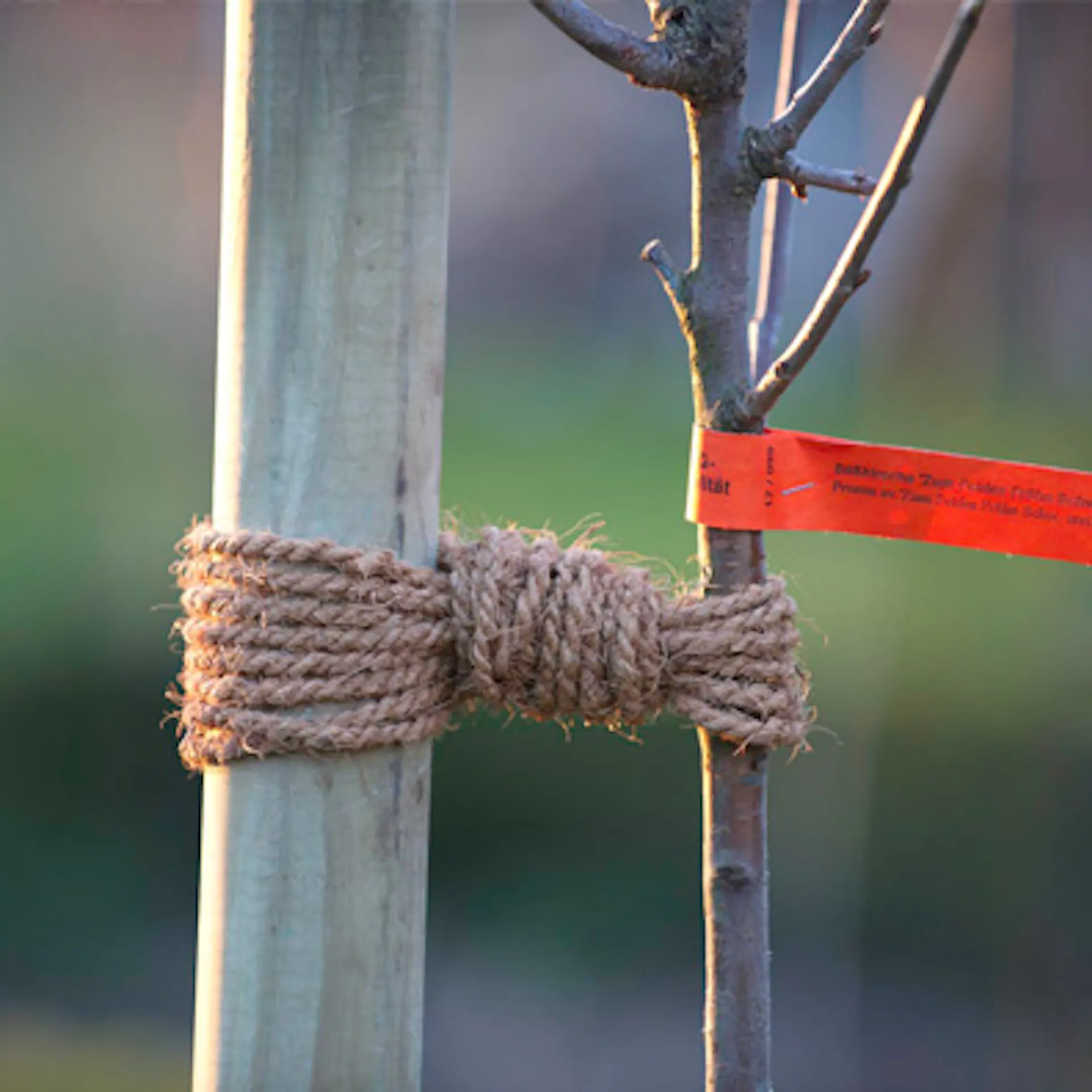 Nově vysazený strom je přivázán režnou šňůrou k opěrnému sloupku