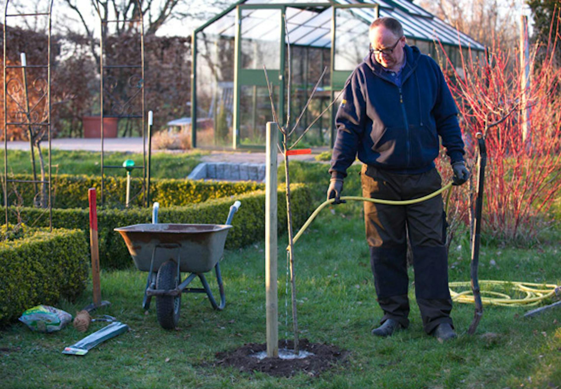 Egy barkácsoló víztömlővel locsol egy frissen ültetett fát.