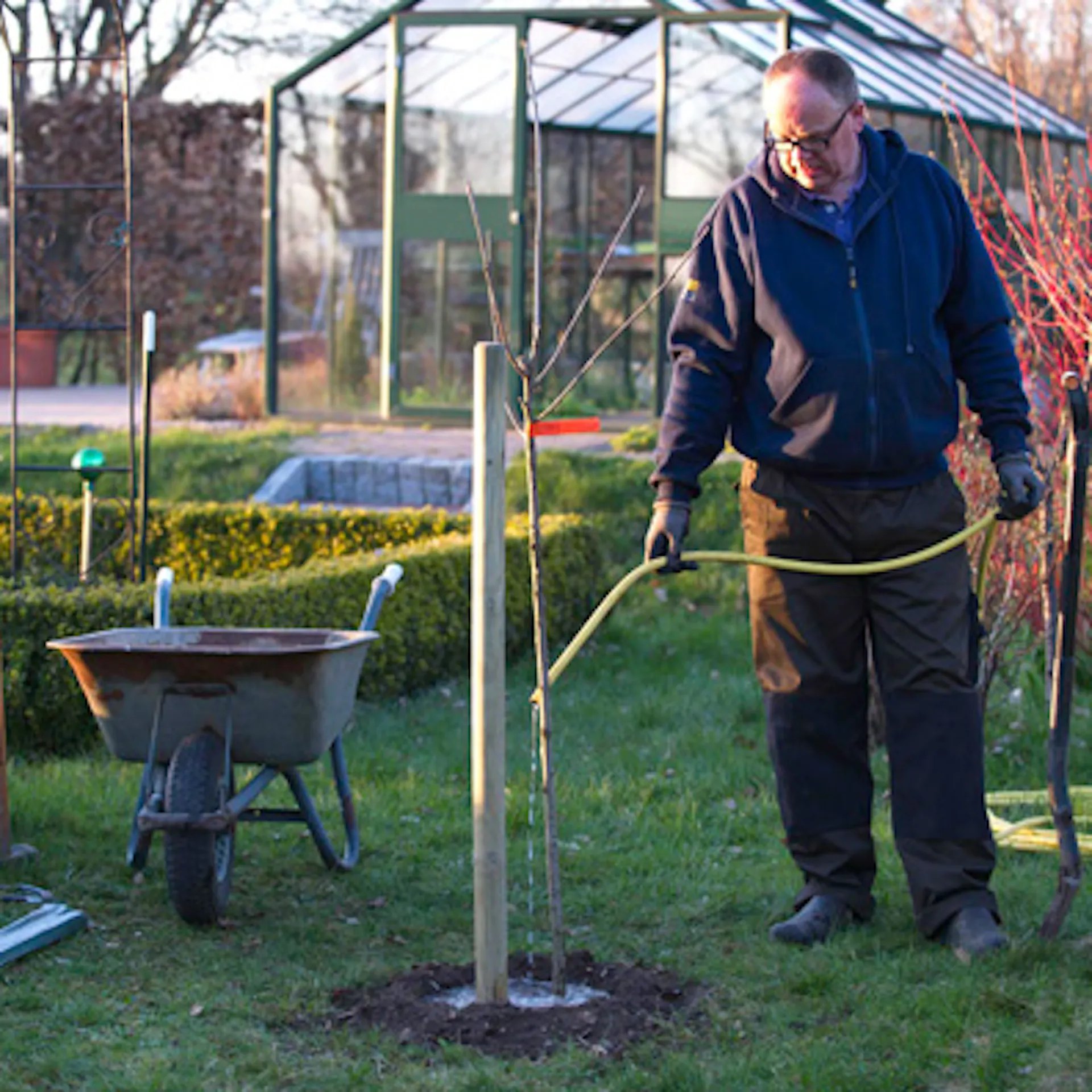 Domácí kutil zalévá čerstvě zasazený strom ze zahradní hadice
