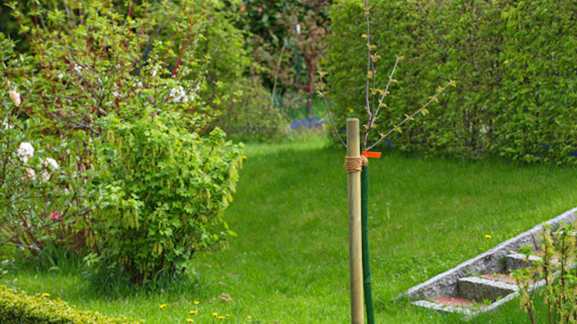 Frisch eingepflanzter Obstbaum am Pfahl angebunden im Garten
