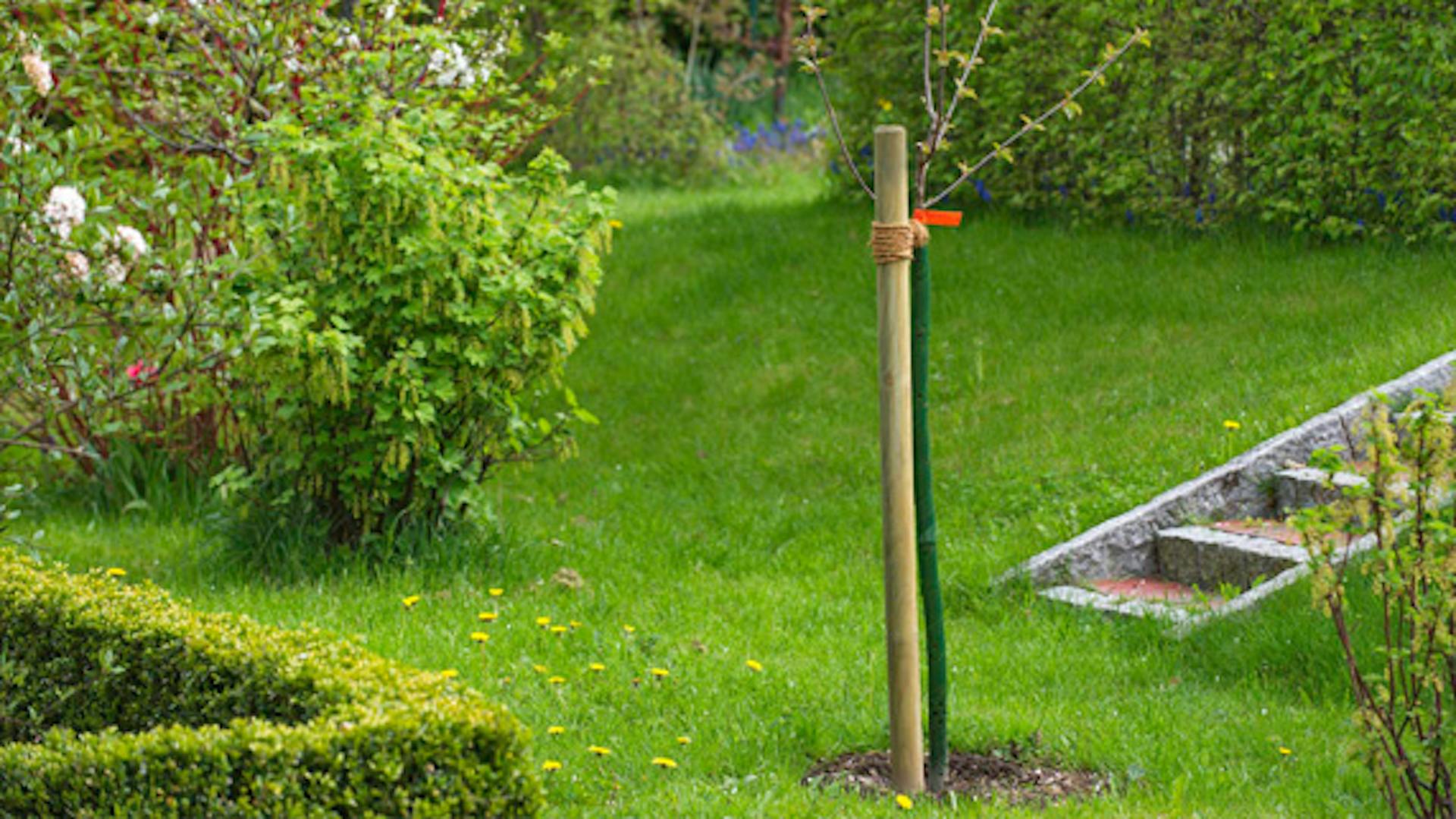 Frisch eingepflanzter Obstbaum am Pfahl angebunden im Garten