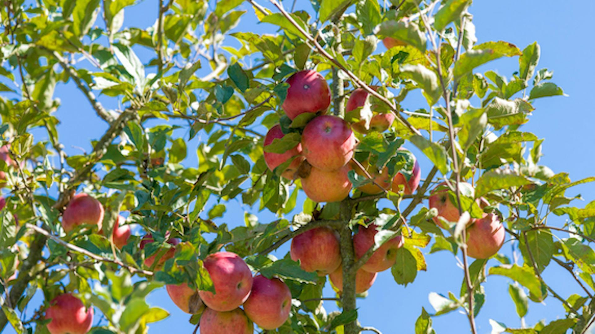Zweige eines Apfelbaums mit roten Äpfeln.