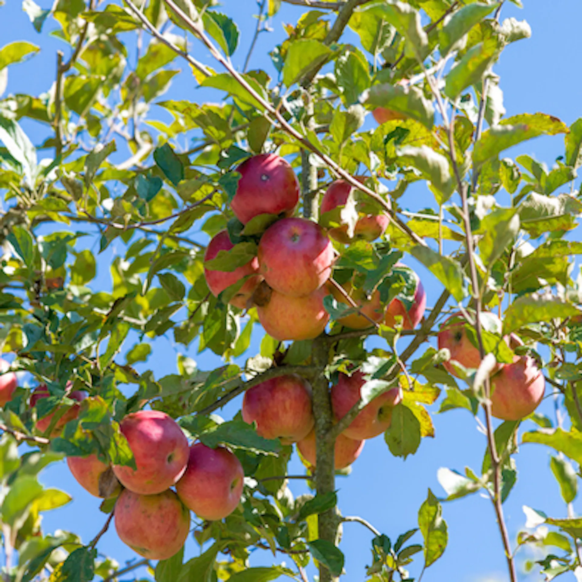 Jablka na jabloni v létě